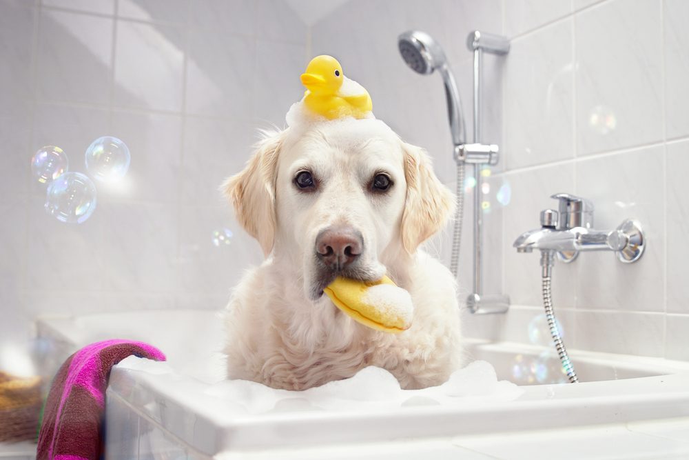 dog bathing systems hero