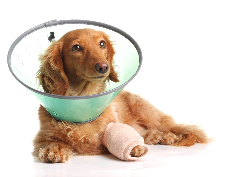 dog recovery collars hero