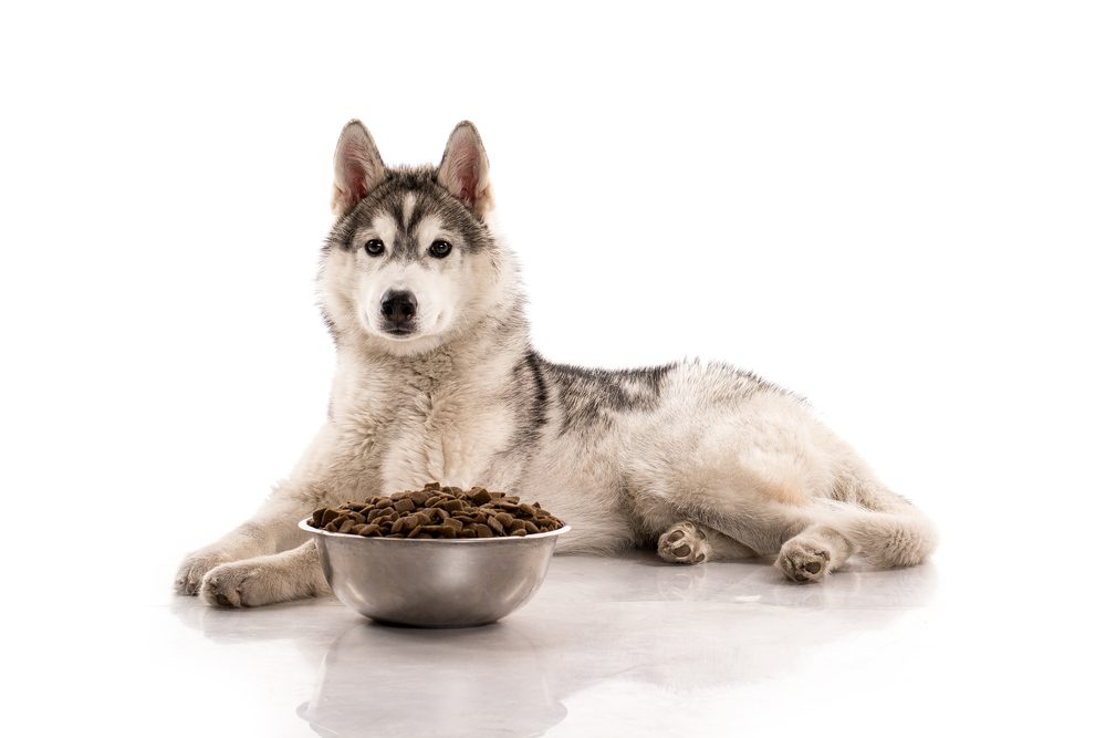 The best dog food for huskies sale