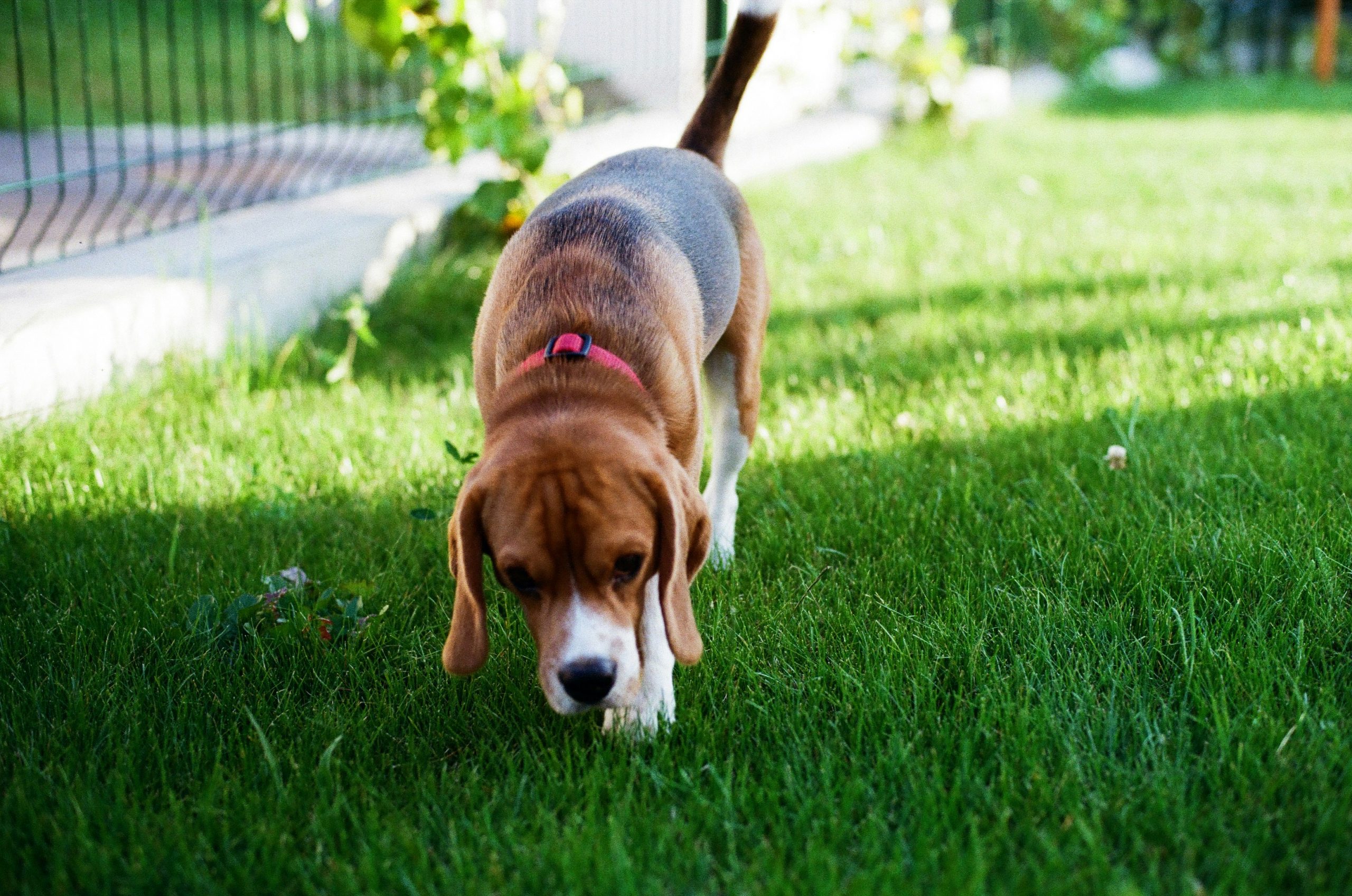 main image for the best grass pads for dogs in 2024