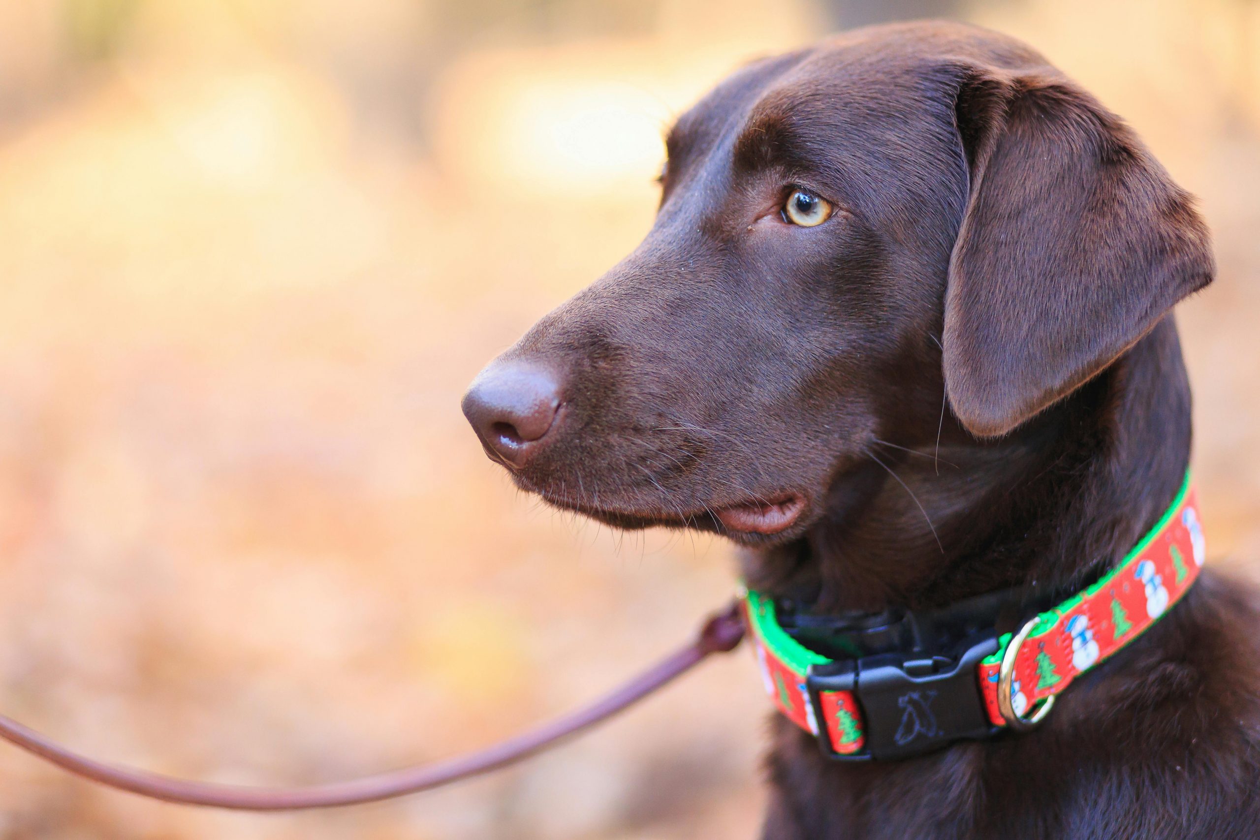 best designer dog collars