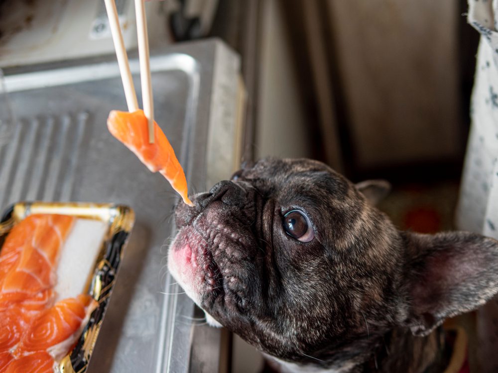 The 5 best salmon dog foods to keep your pup strong and healthy Dogtime