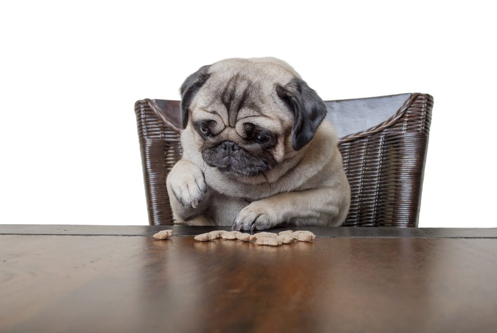 the-5-best-low-fat-treats-for-a-dog-on-a-diet-dogtime