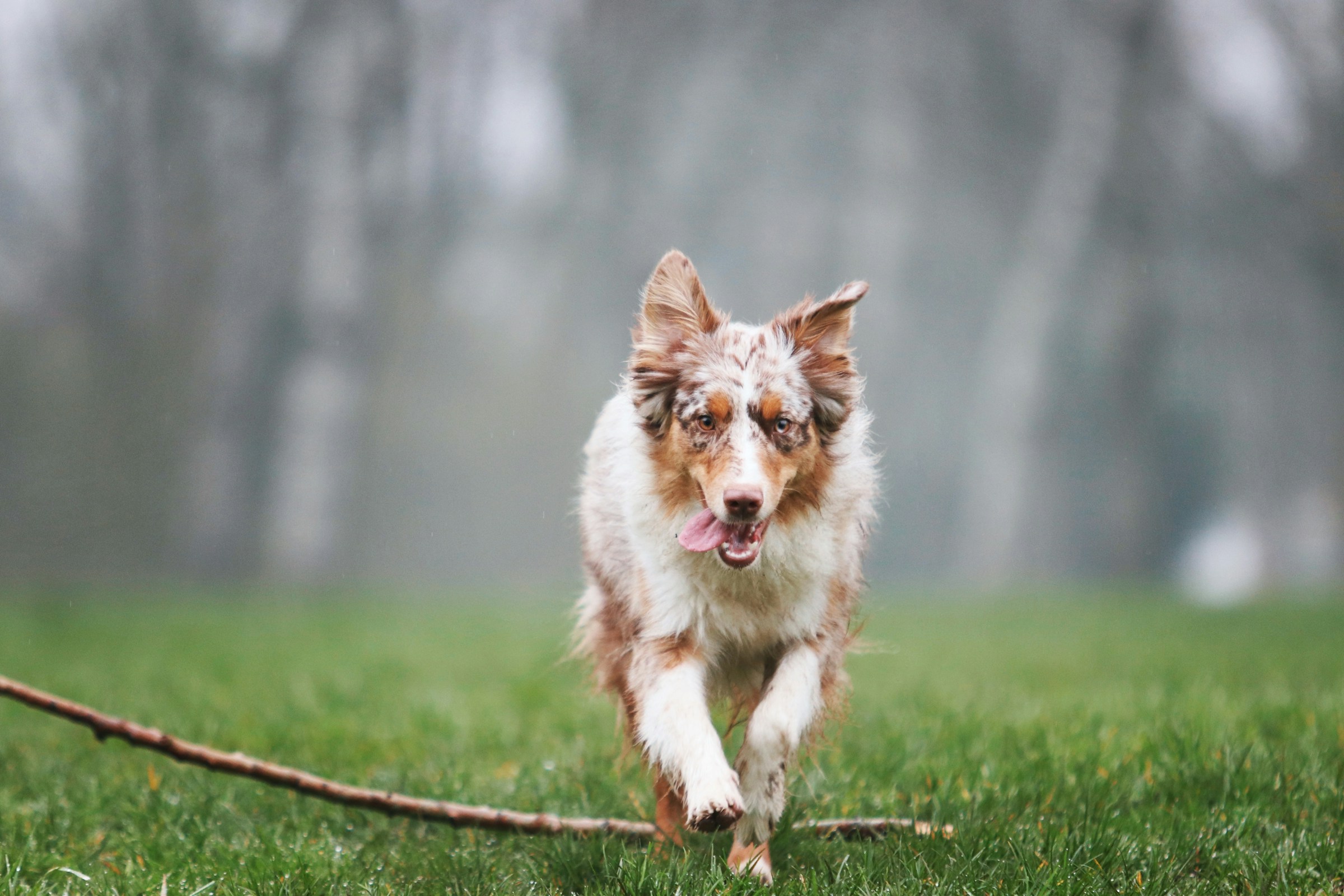 main image for the best dog food for australian shepherds 2024