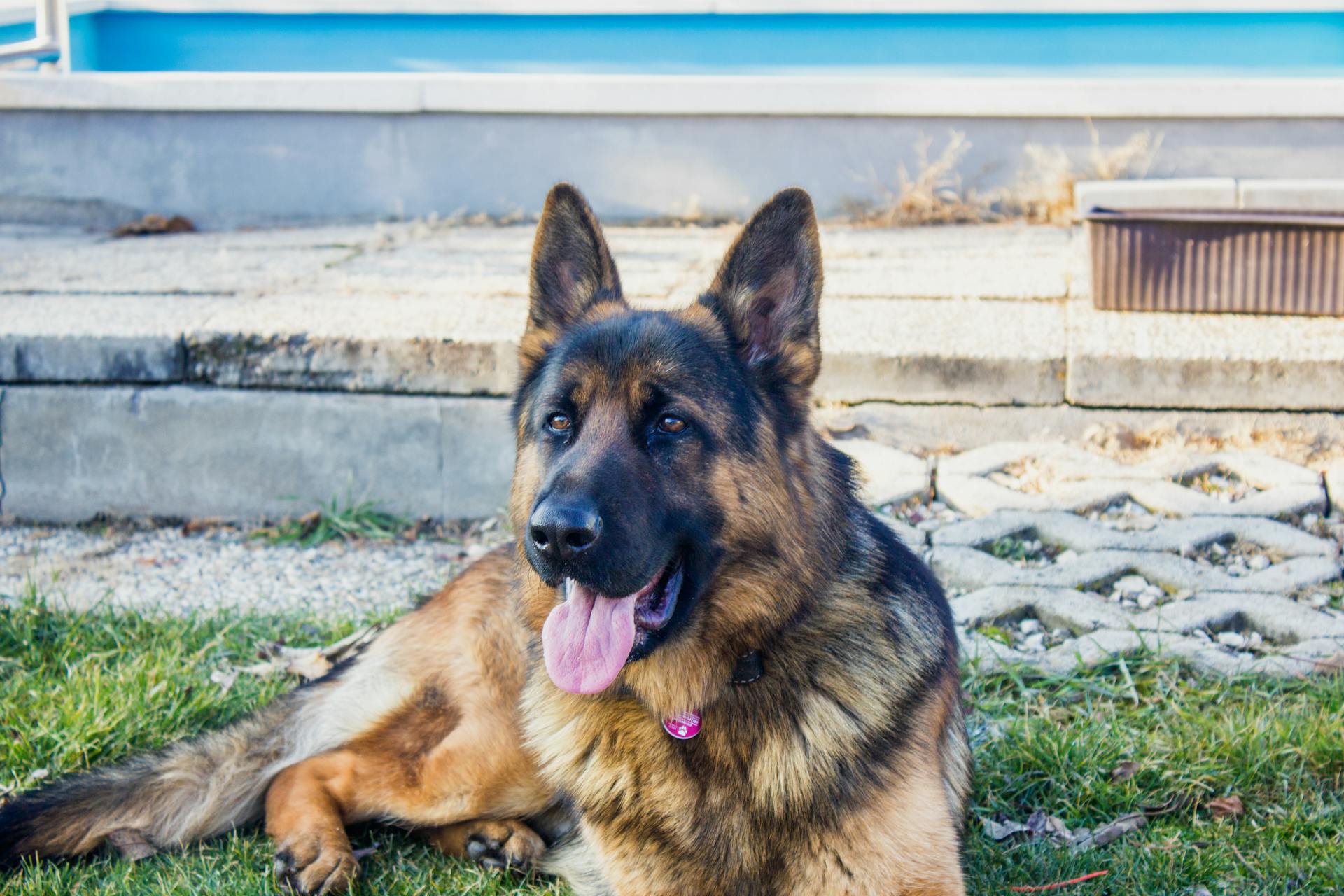 The Best Dog Food for German Shepherds in 2024 Dogtime