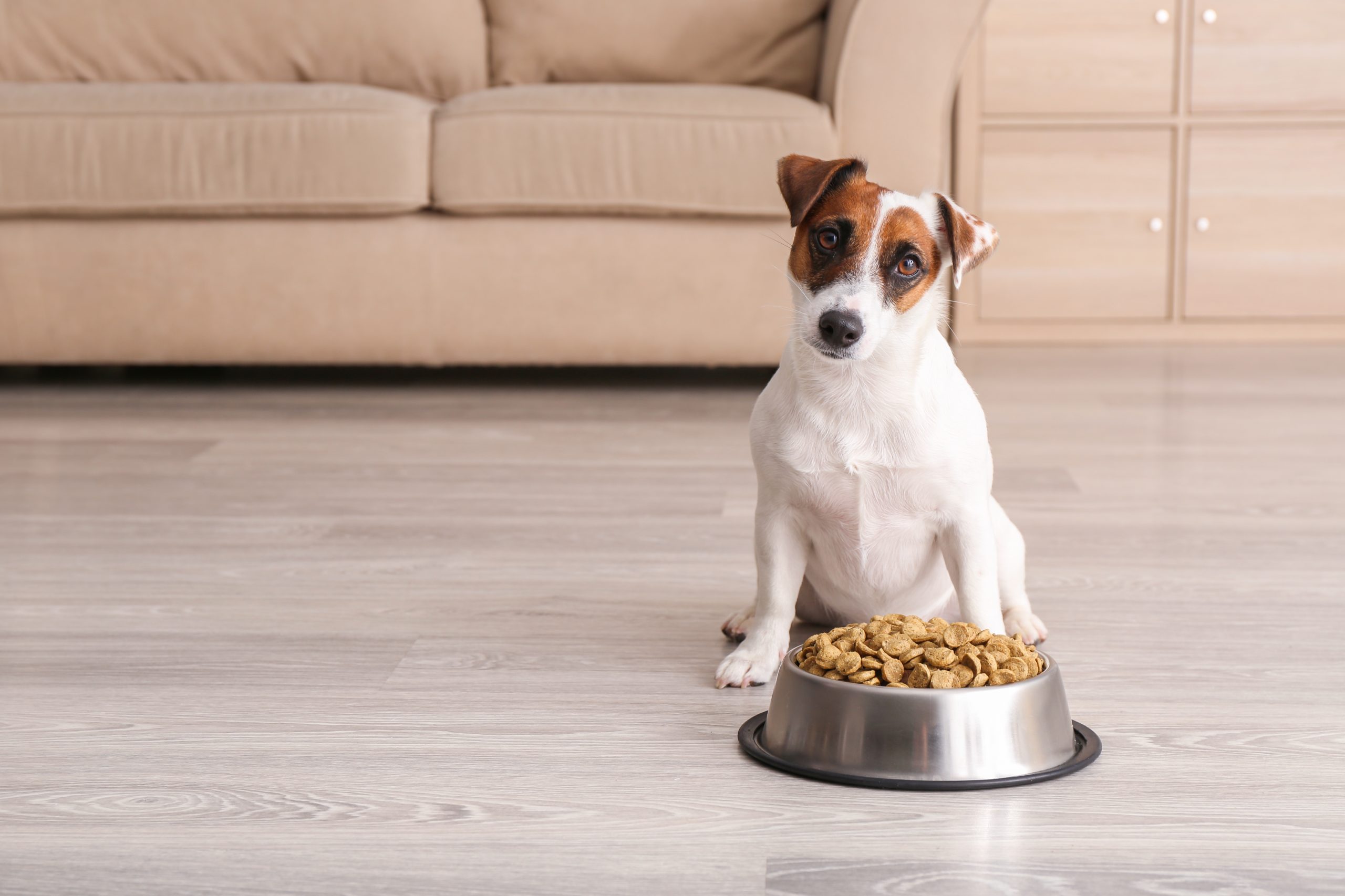 best dog food with grain