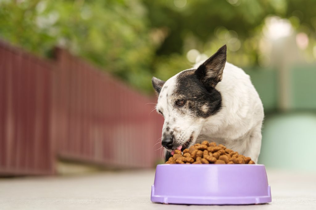 5 Best Dry Dog Food Dogtime