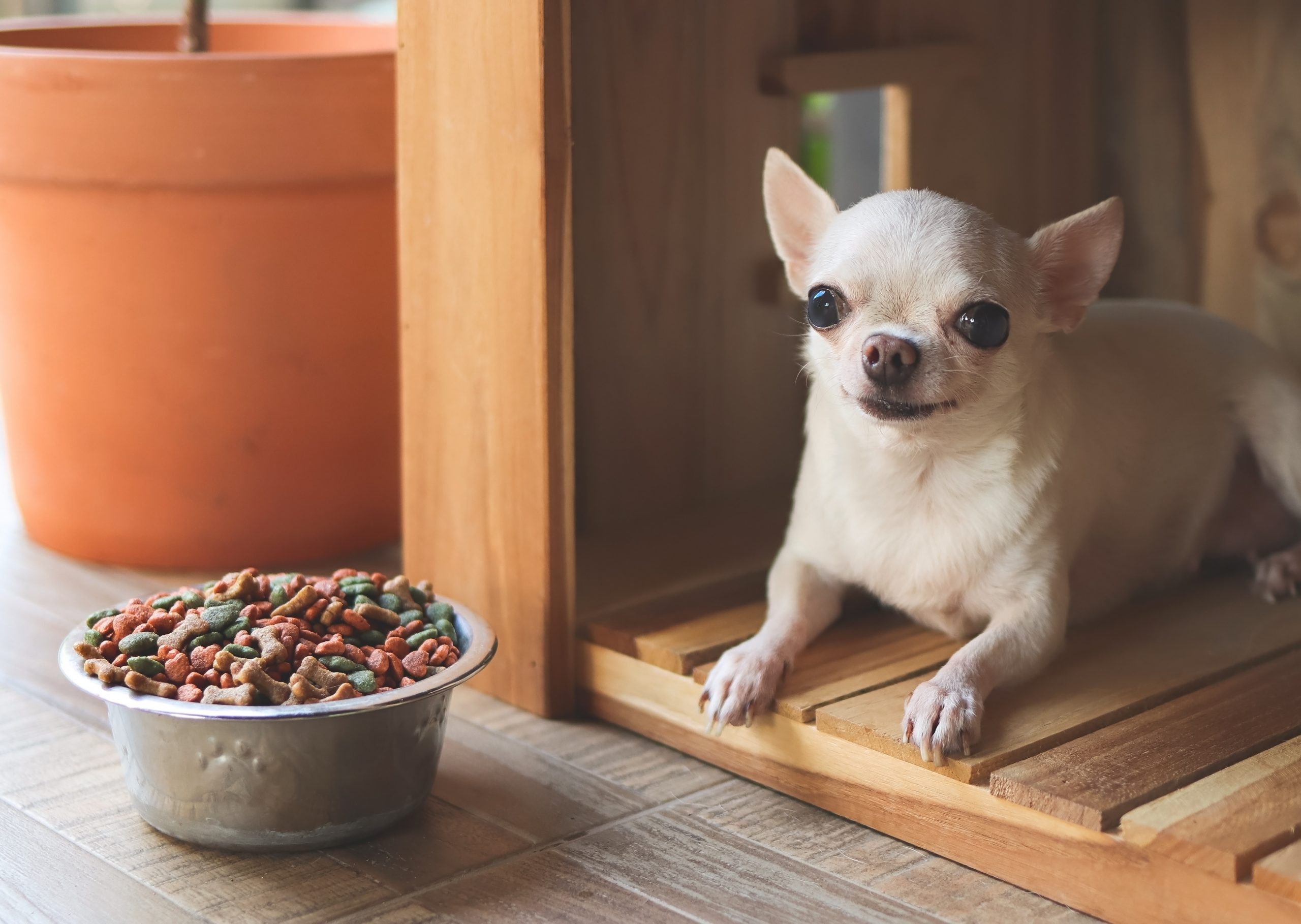 best dog food for chihuahuas