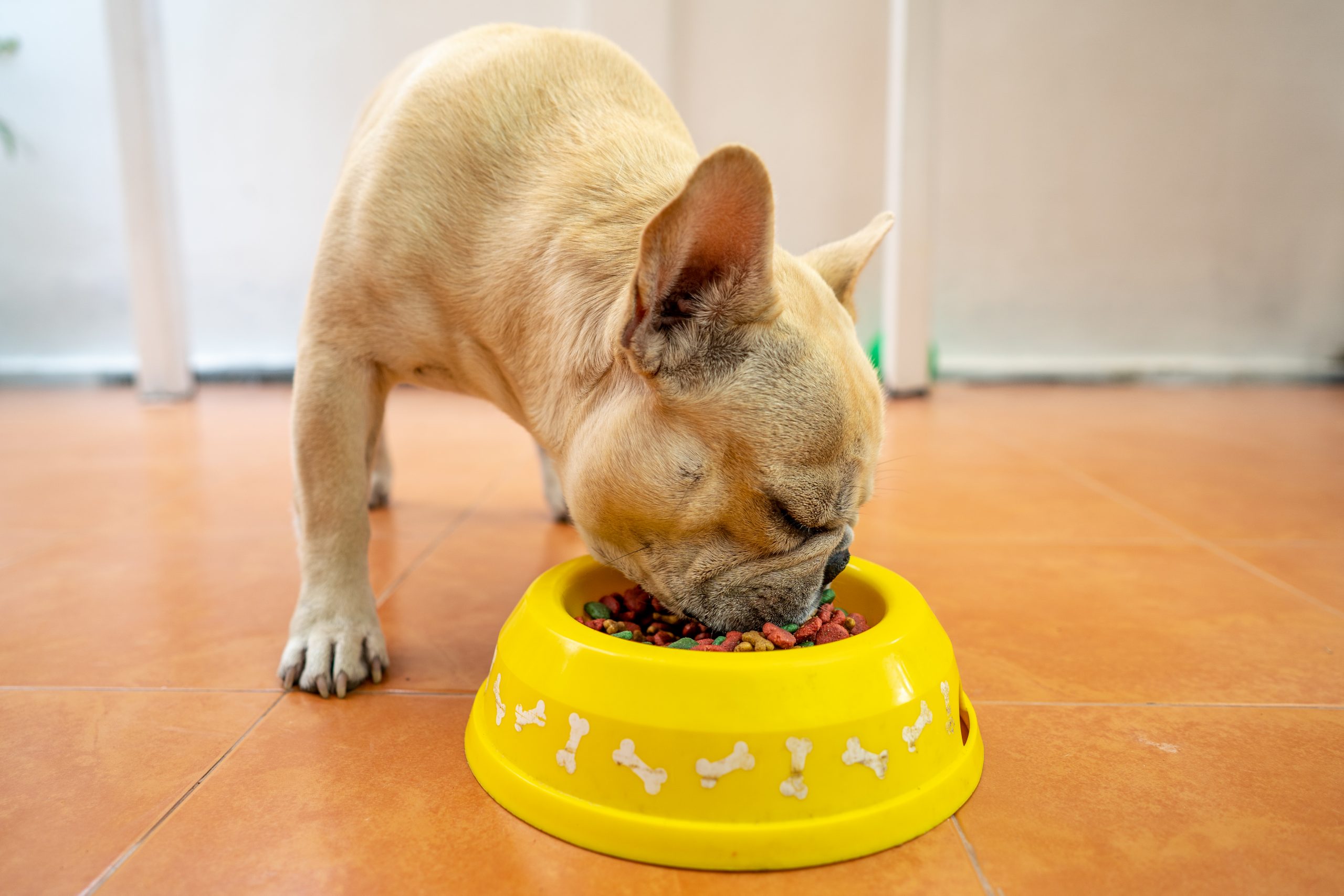 best-food-for-french-bulldog-puppy-with-sensitive-stomach-bfoodg