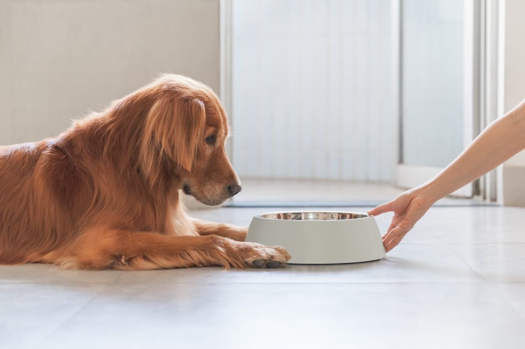 Best Dog Food For Golden Retrievers - Dogtime