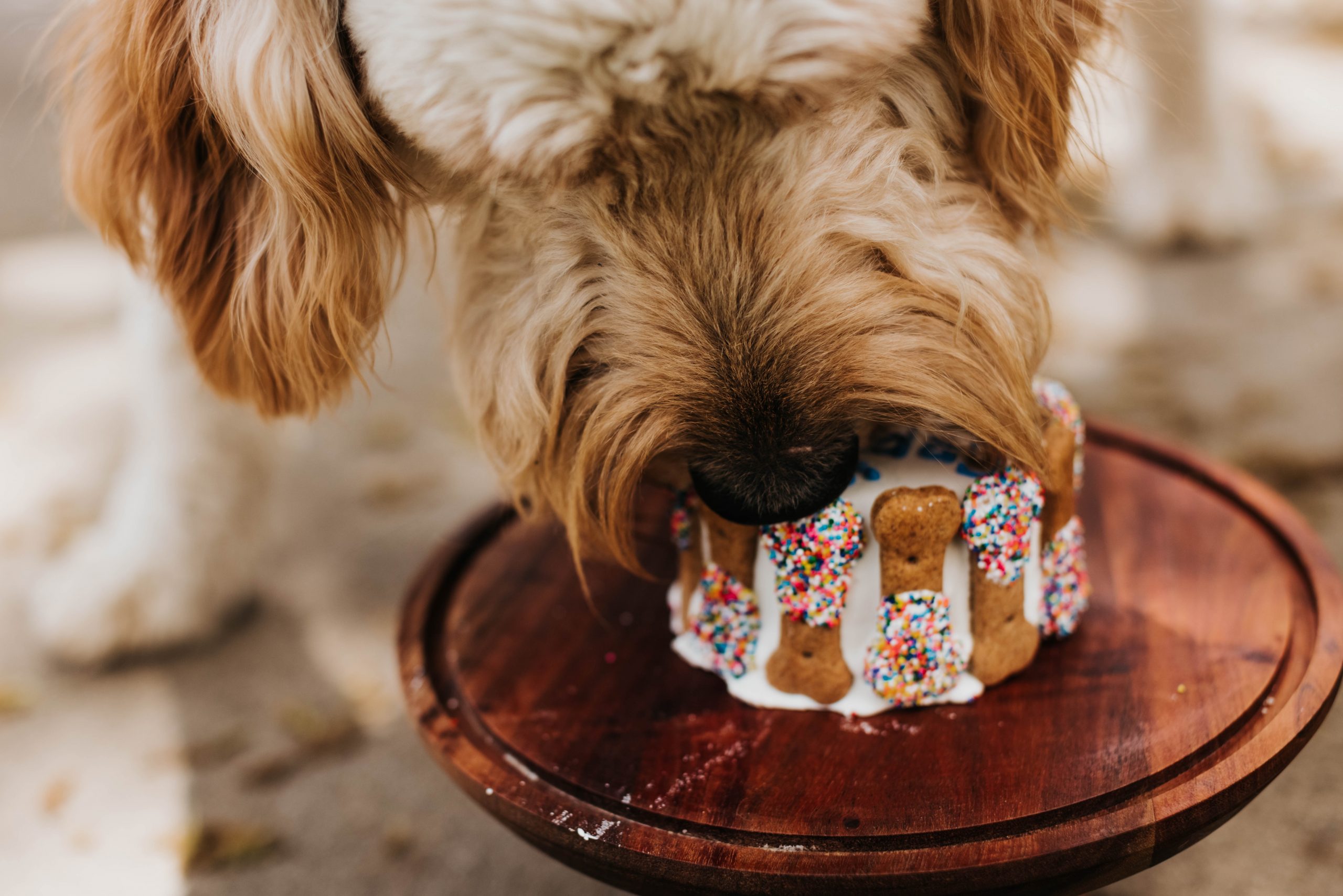 Best Dog Food For Goldendoodles Dogtime