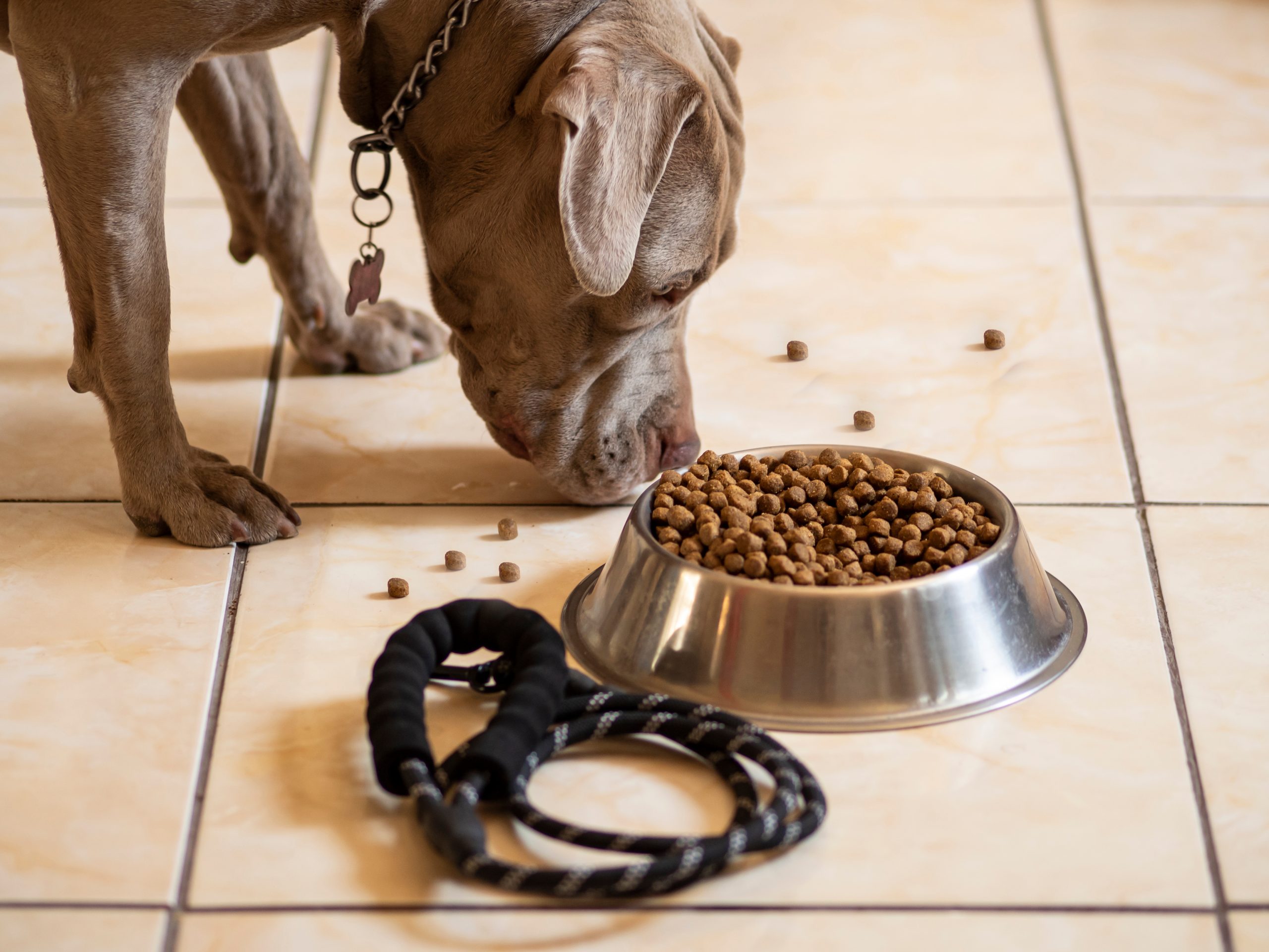 Best dog food for pitbulls with allergies sale