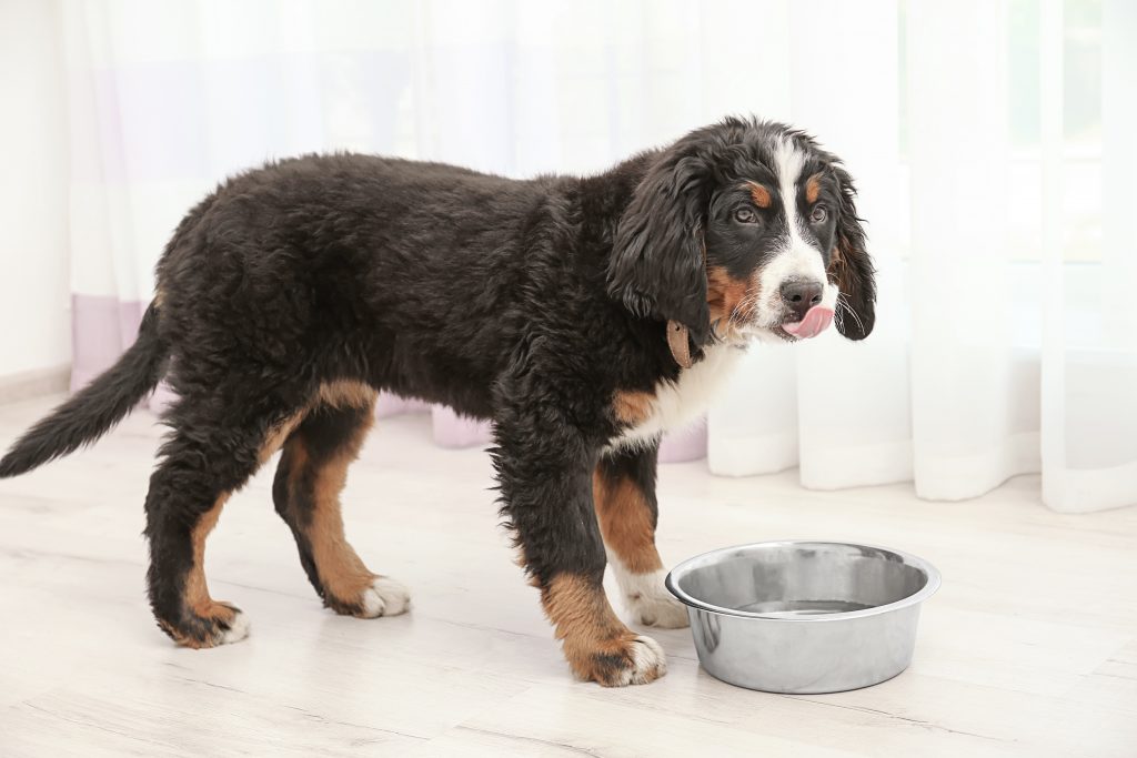 how-to-help-your-dog-gain-weight-low-protein-dog-food-make-dog-food