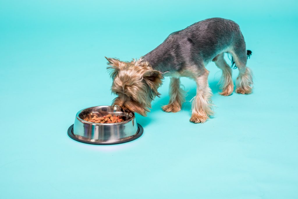 what dog food do yorkies like best