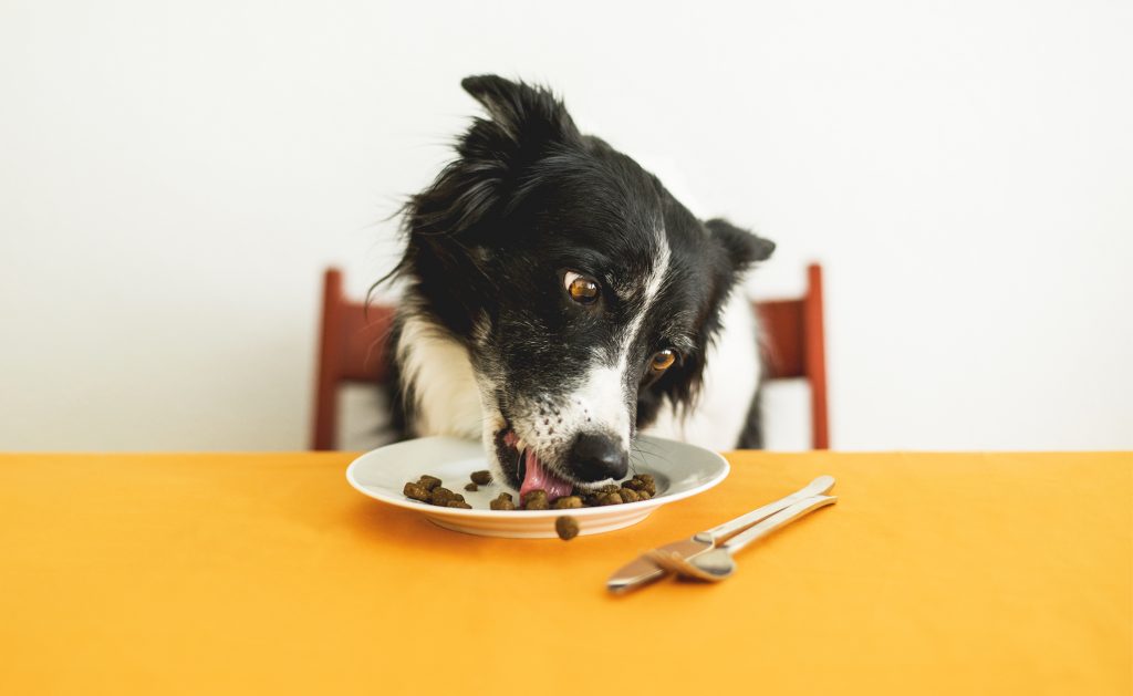 5 Best Fresh Dog Food Dogtime