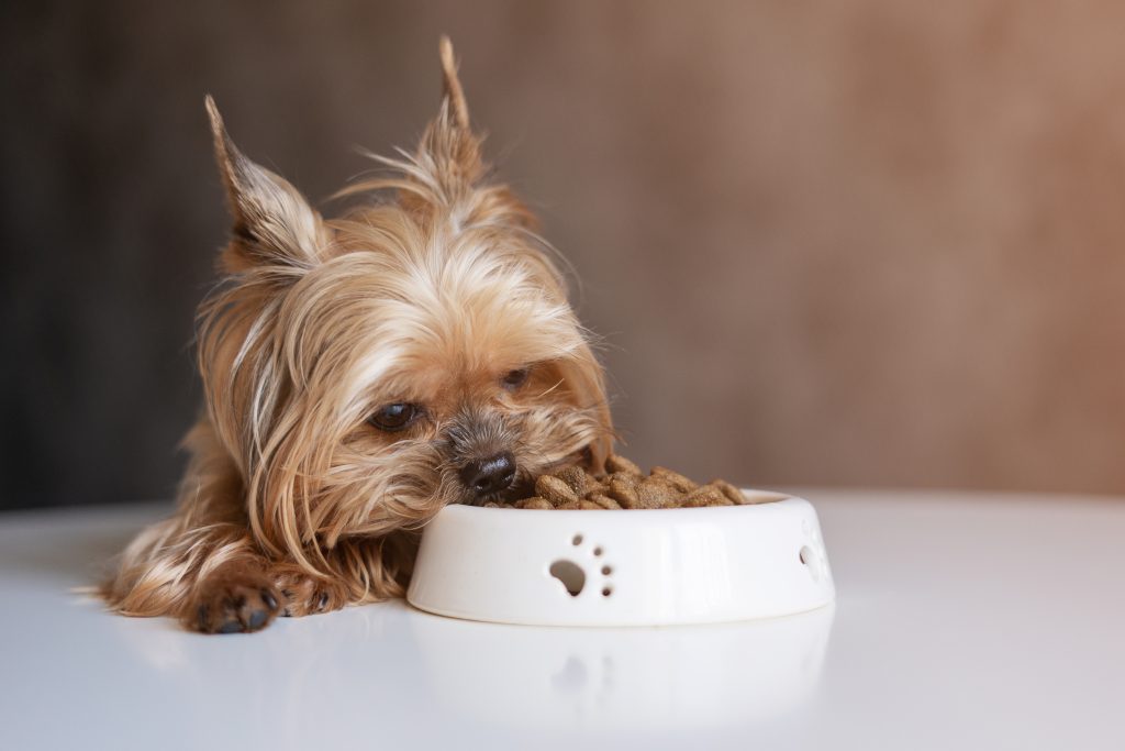 Best Dog Food For Puppies Dogtime