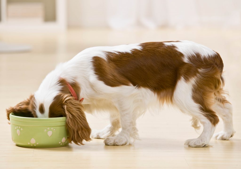 Best Dog Food For Sensitive Stomachs - Dogtime