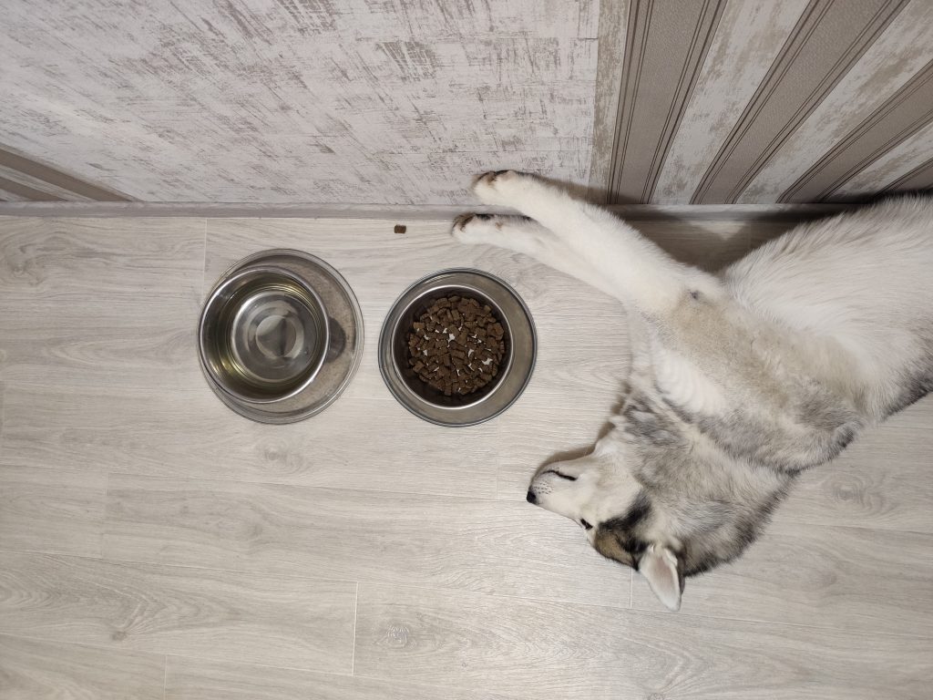 Best Dog Food For Siberian Huskies Dogtime