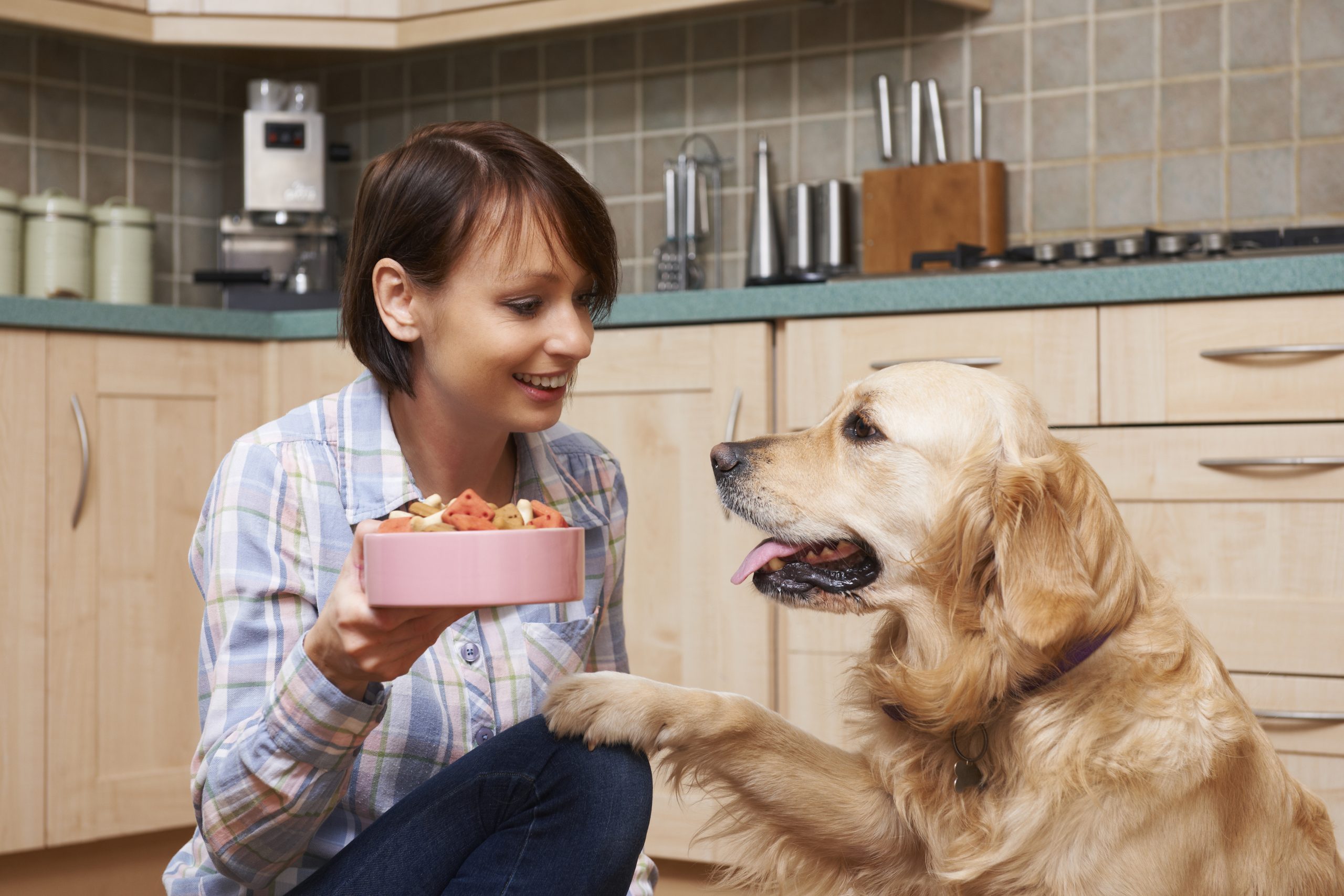 Best Dog Food For Skin Allergies - Dogtime
