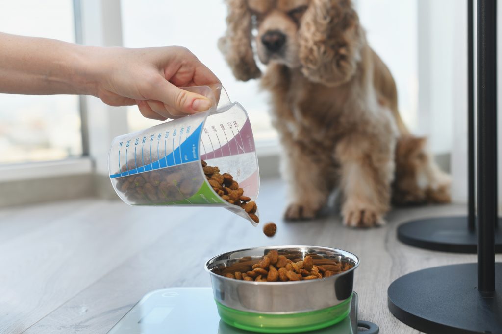 Best Freeze Dried Dog Food Dogtime