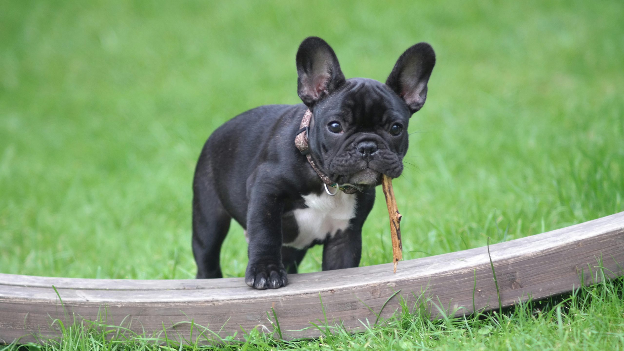 best dog food for french bulldogs