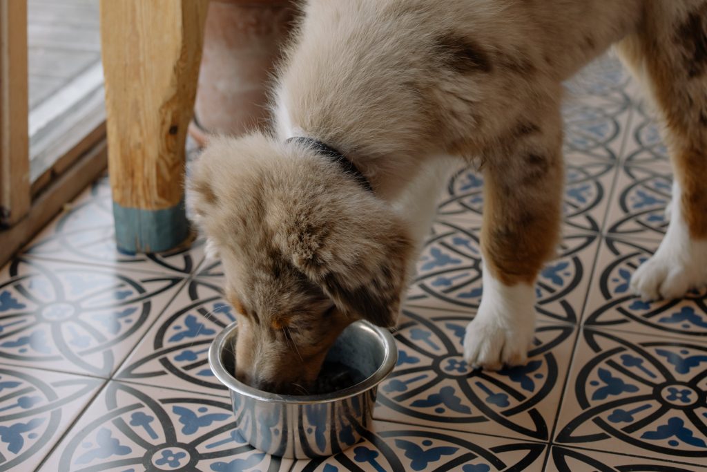 Best Canned Dog Food in 2024 Dogtime