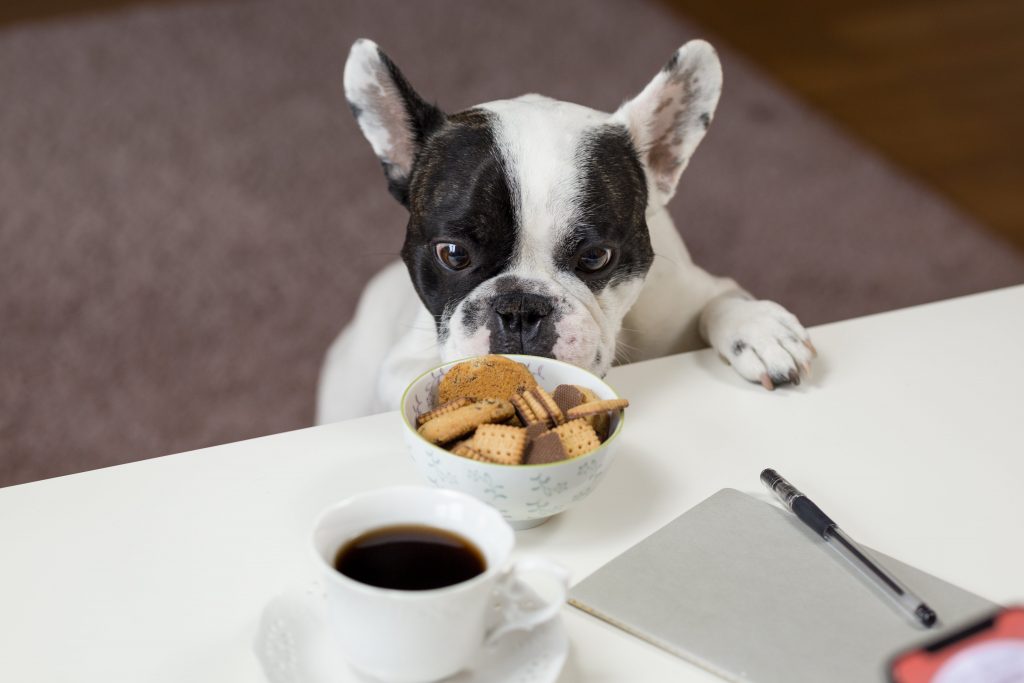 10 Best Dog Food Brands in 2024 in 2024 Dogtime