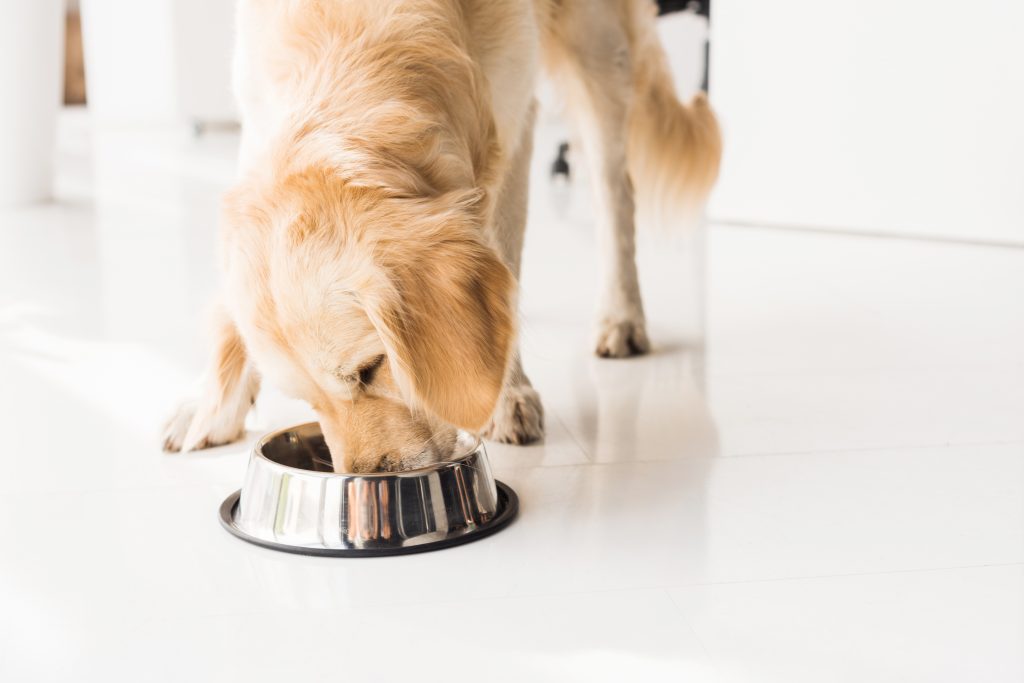 The Best Organic Dog Food For Health-Conscious Pet Parents - Dogtime