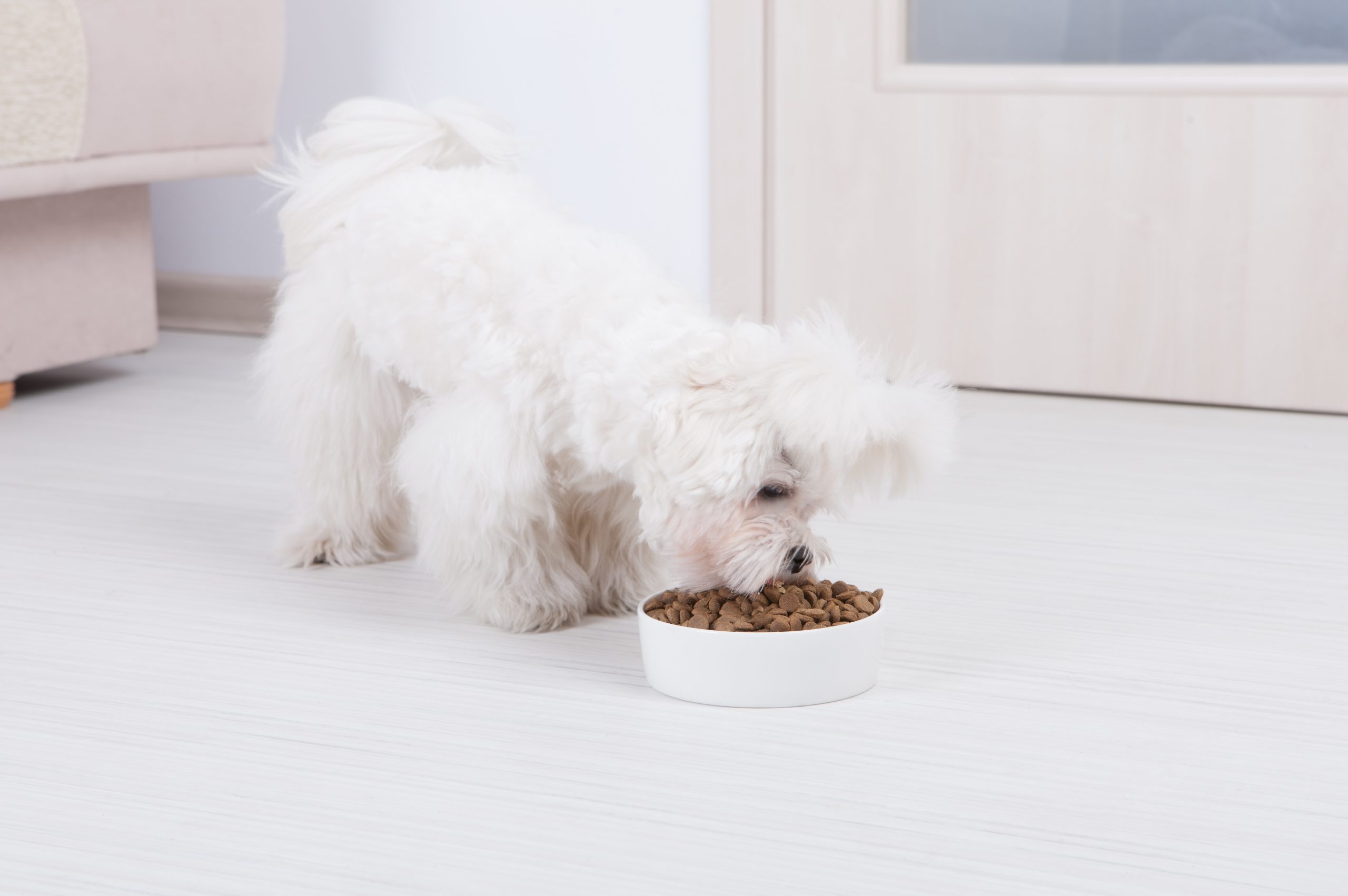 best small breed puppy food