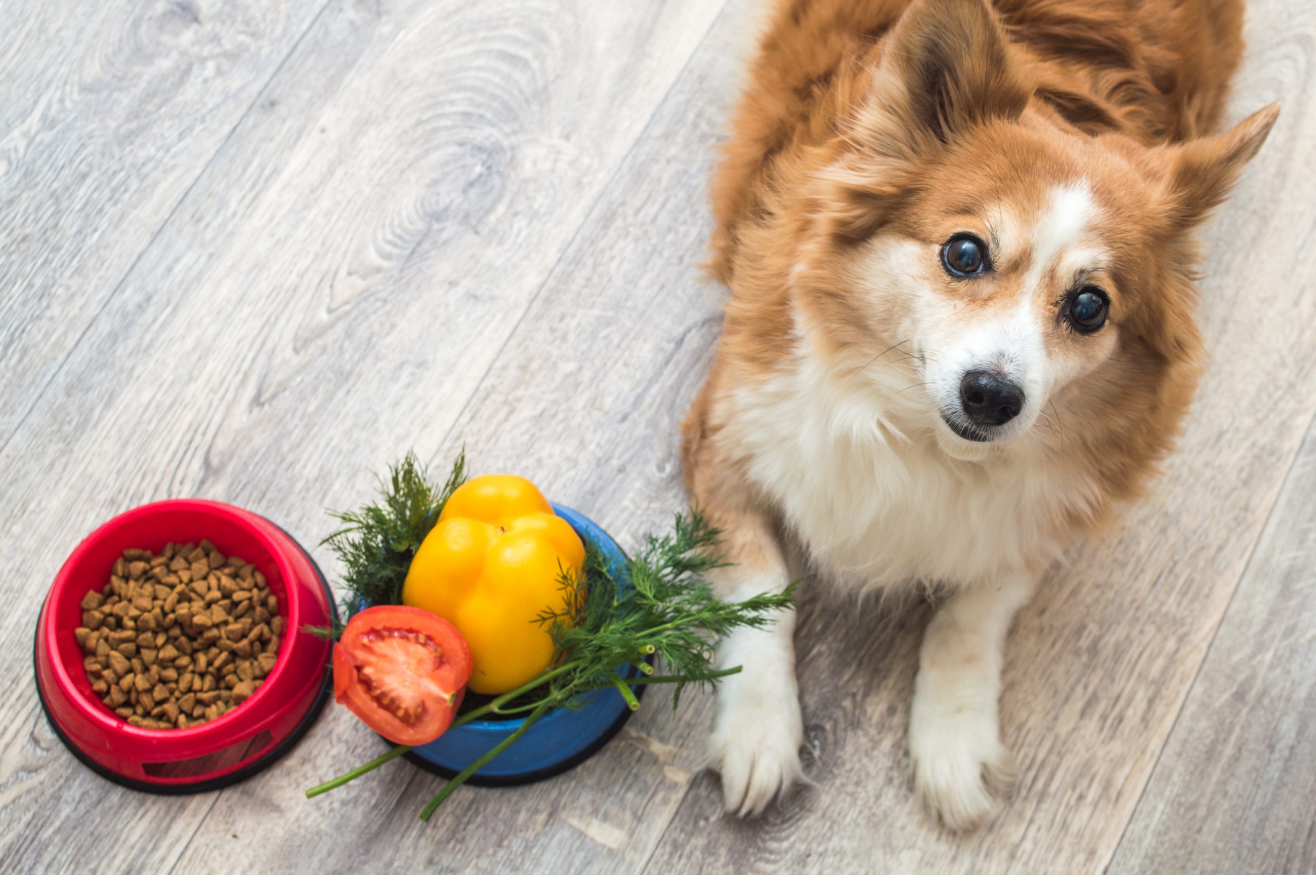 The Best Low Fat Dog Food To Keep Your Pup Lean Dogtime