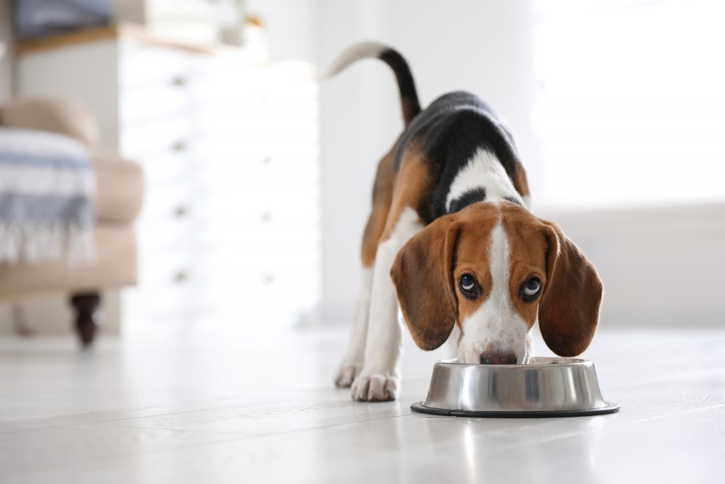 the-best-dog-food-for-small-dogs-to-fill-their-little-bellies-dogtime