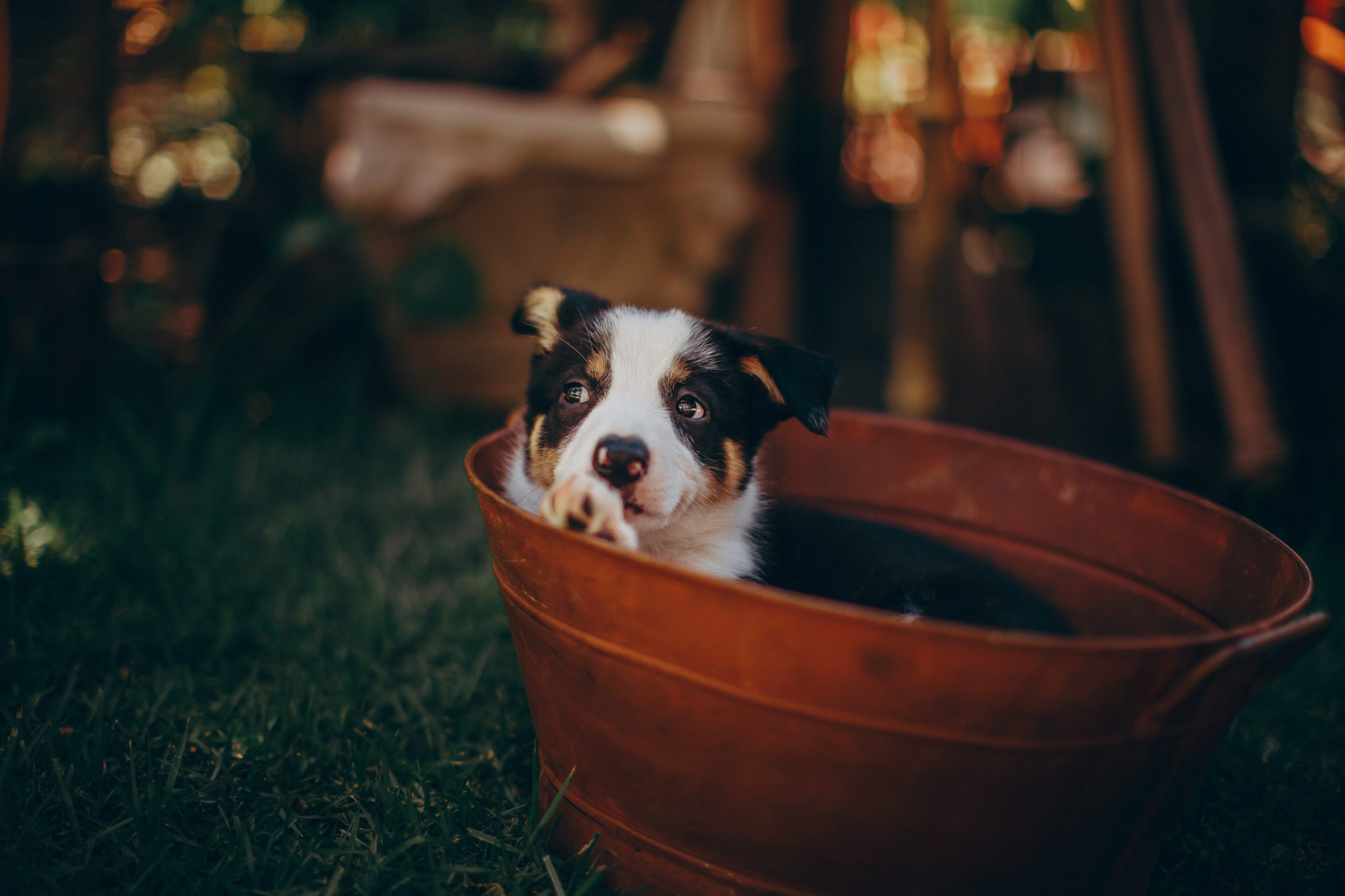 Best food shop for bernedoodle puppy