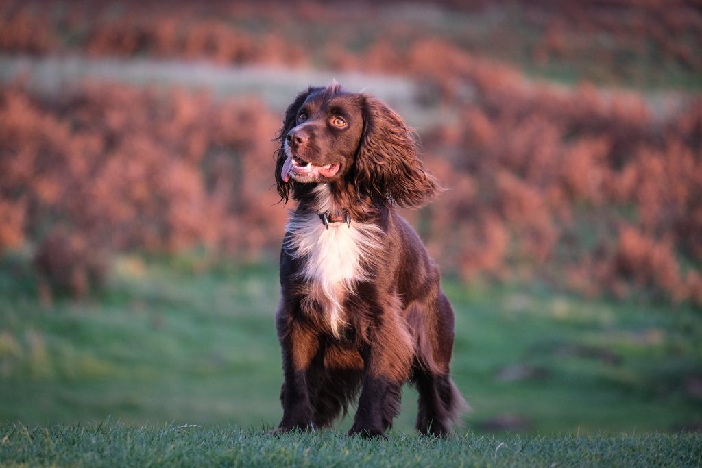 The Best Dog Food For Boykin Spaniels Dogtime