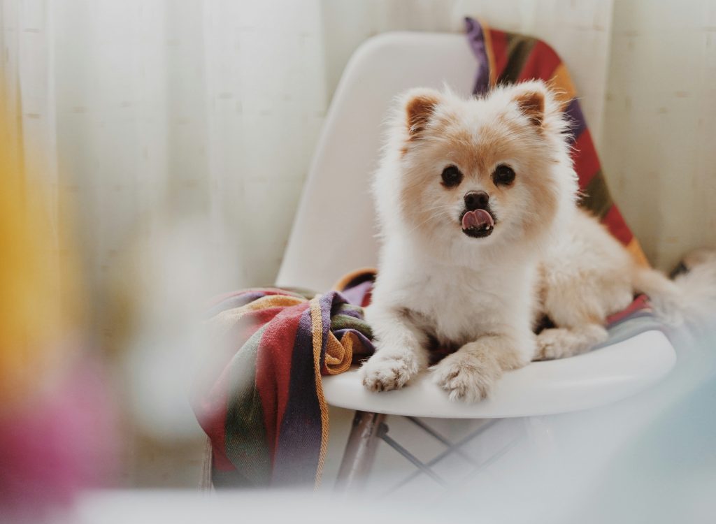 The Best Dog Food For Pomeranians Dogtime