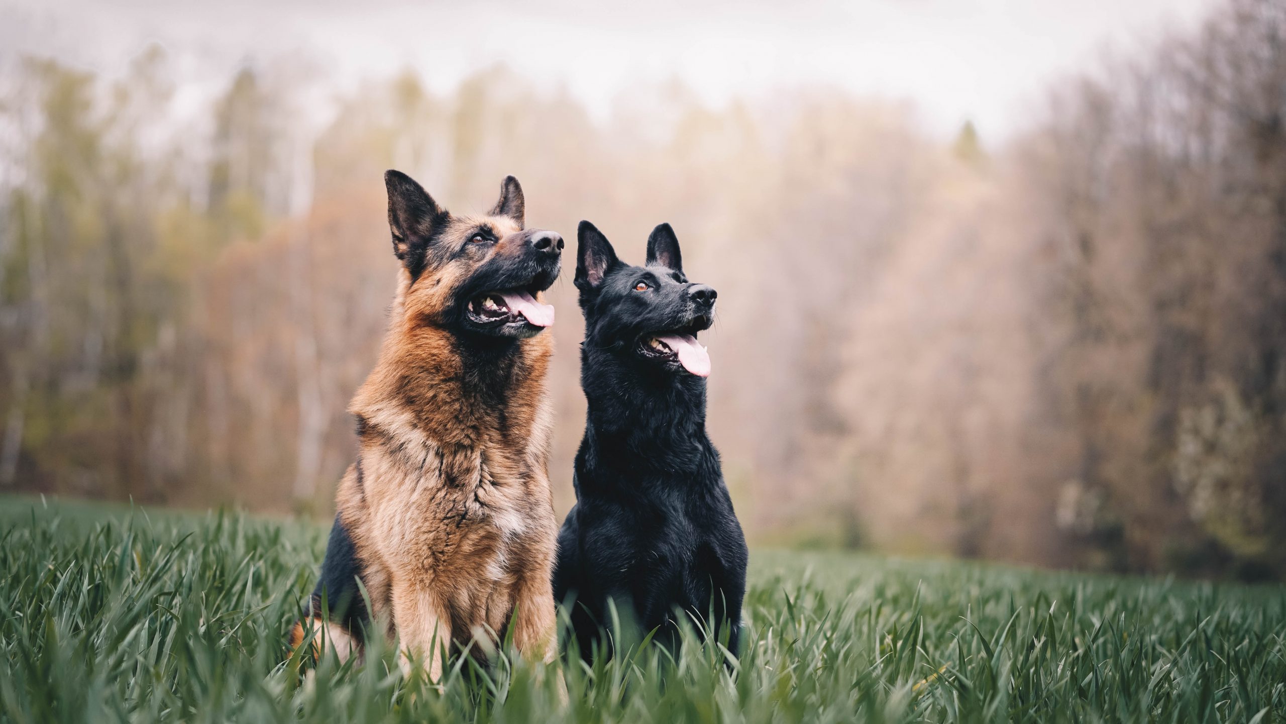The BEST tactical Harness for German Shepherds