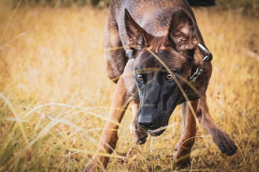 Belgian malinois shop best food