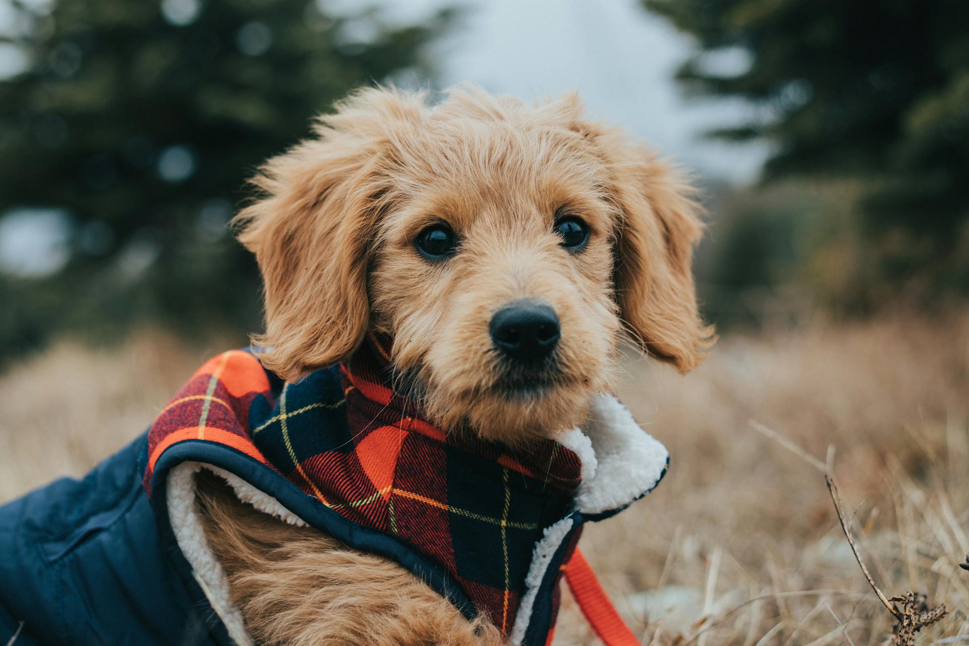 best dog bed for Goldendoodle