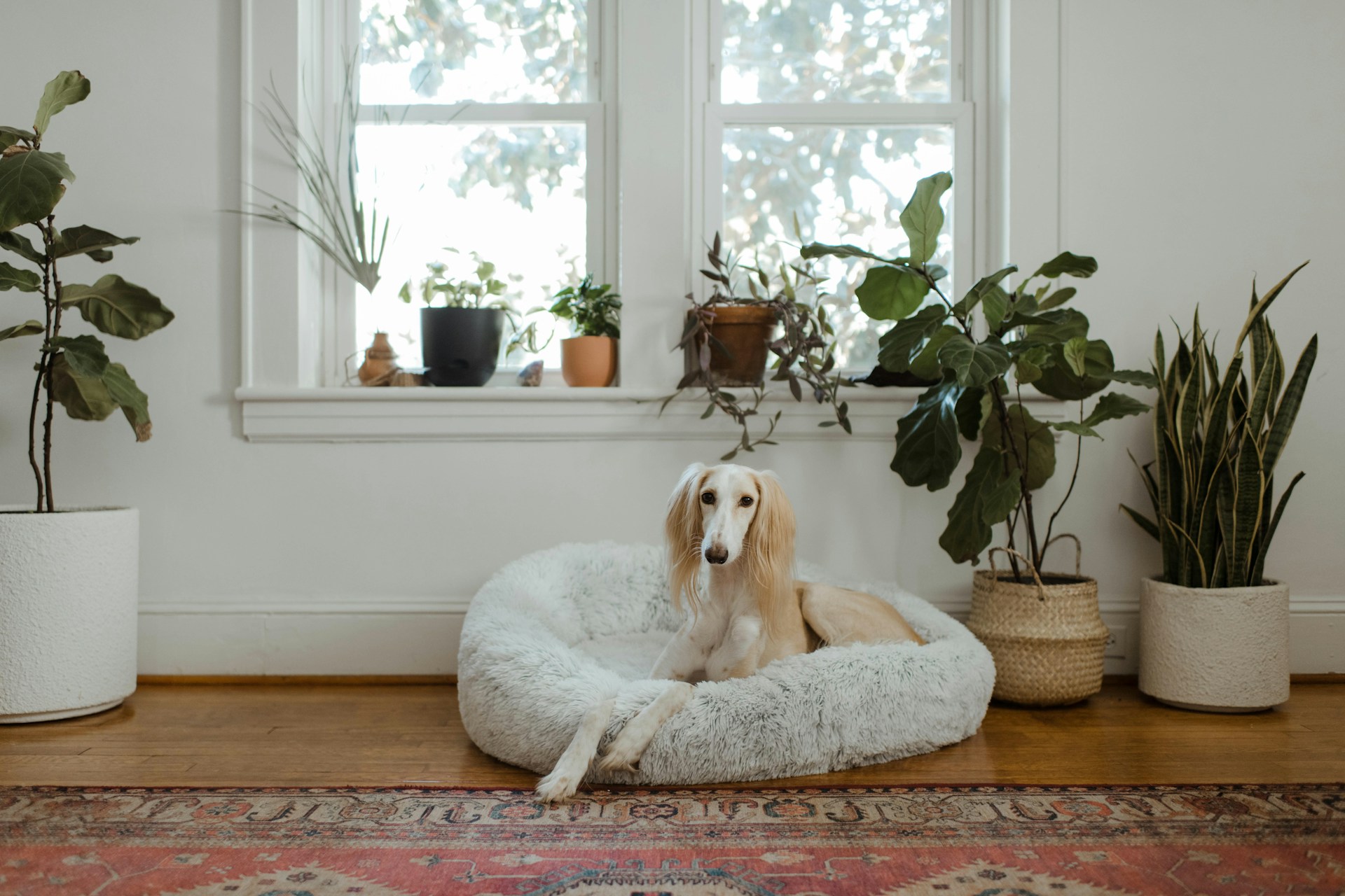 main image for the best dog bed for arthritis in 2024