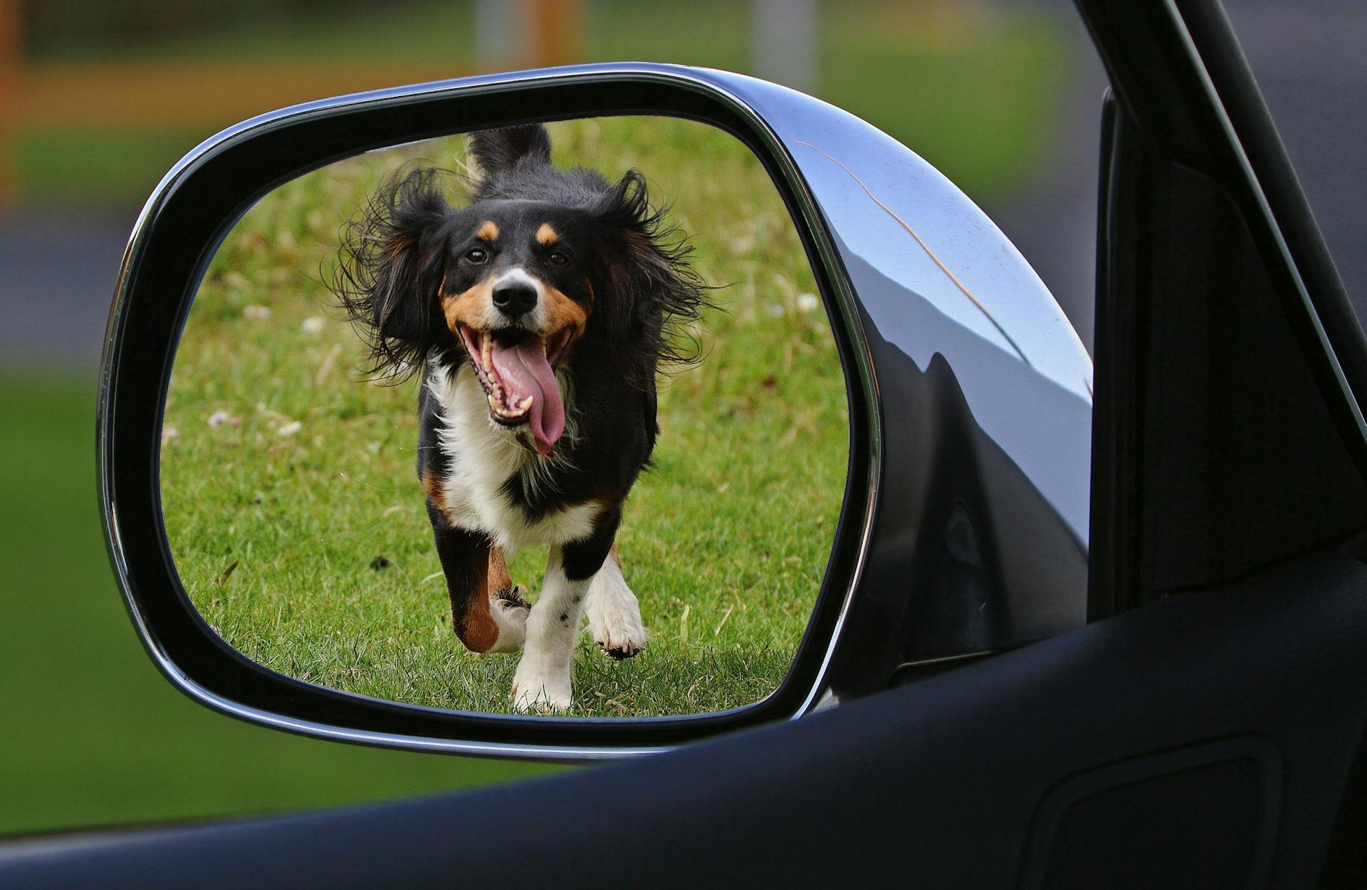 best dog bed for the back of SUV