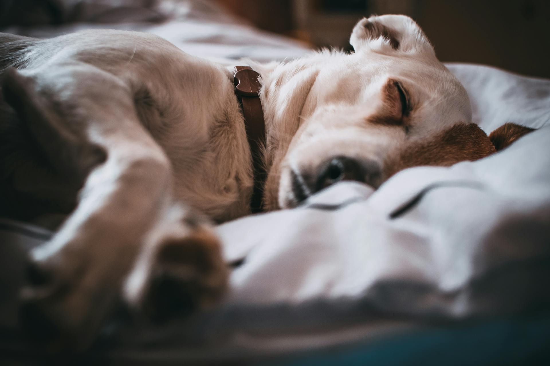 best dog bed with washable cover