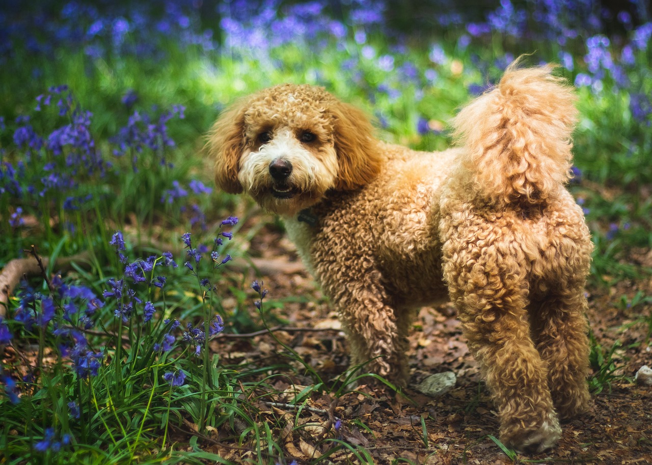 Best dog food for cavapoo best sale