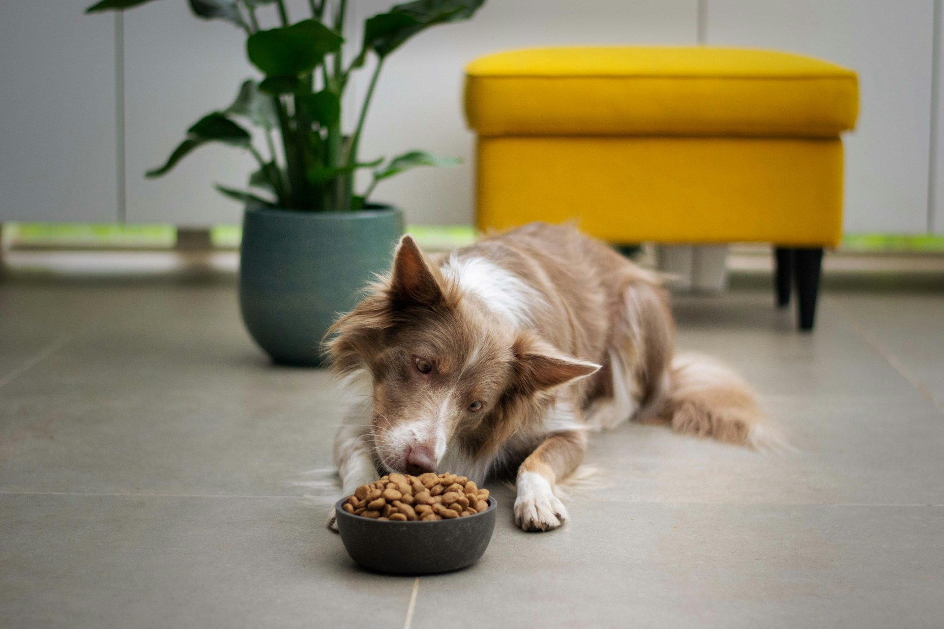 best dog food for constipation