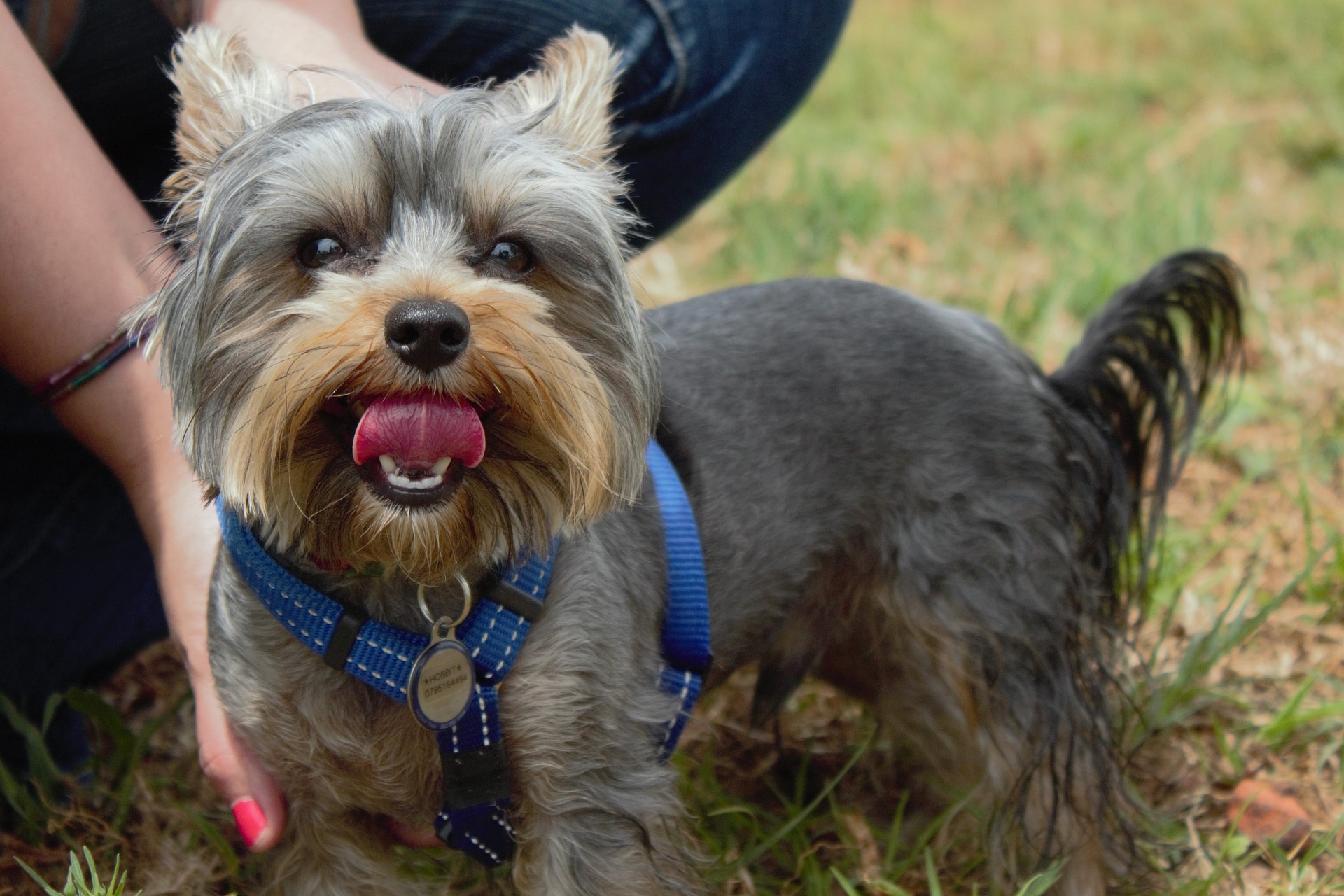 main image for the best harness for small dogs in 2024