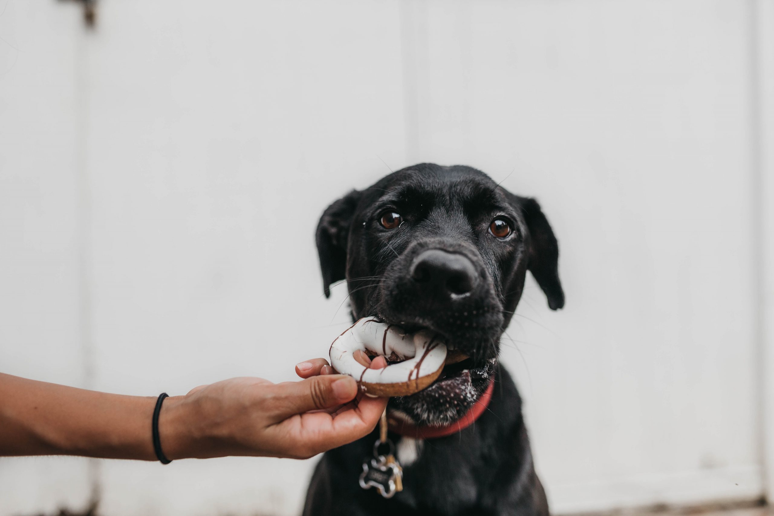 dog with donut