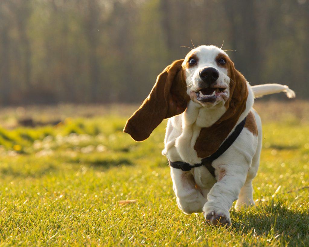 Royal canin store basset hound food