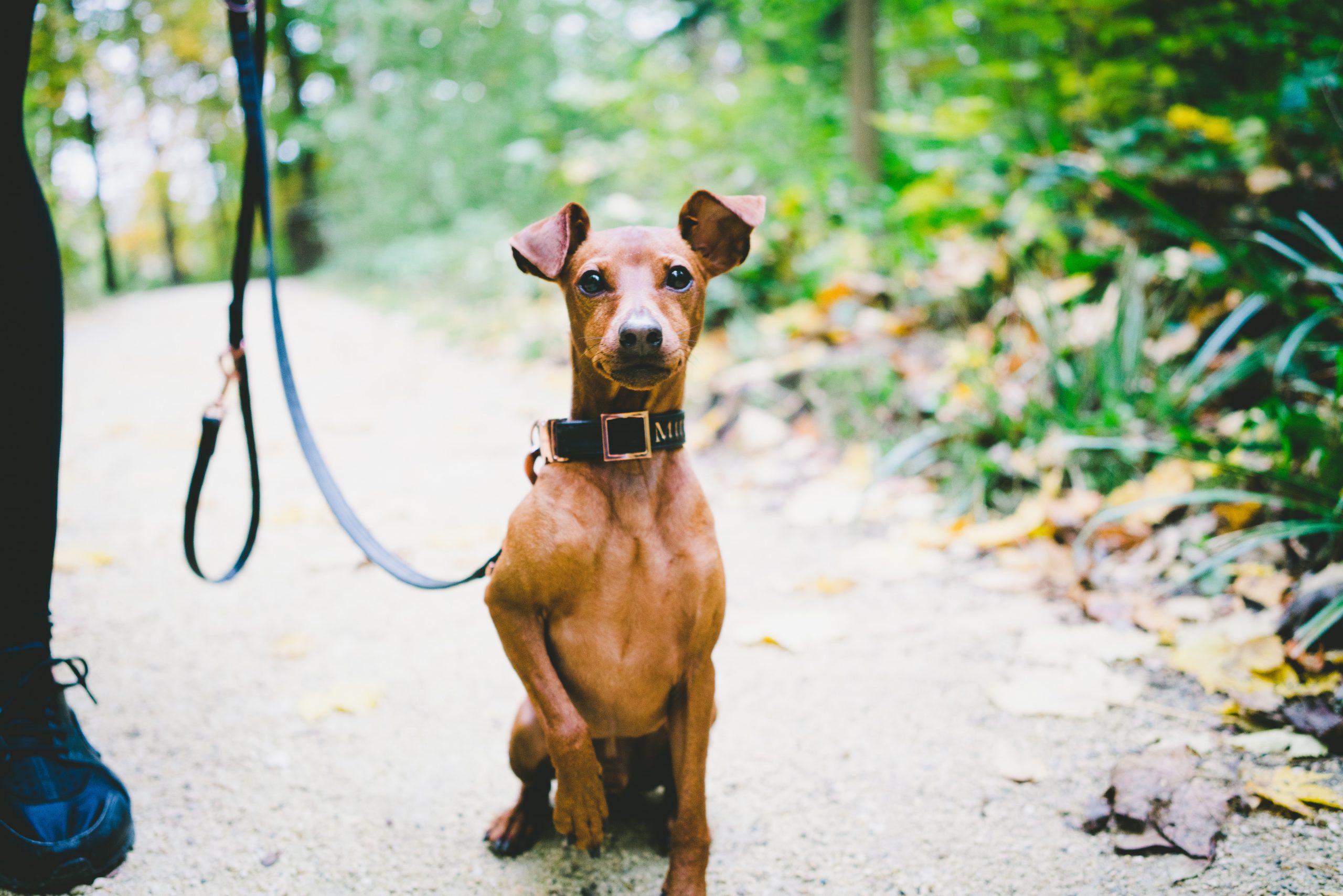 Best dry clearance food for doberman