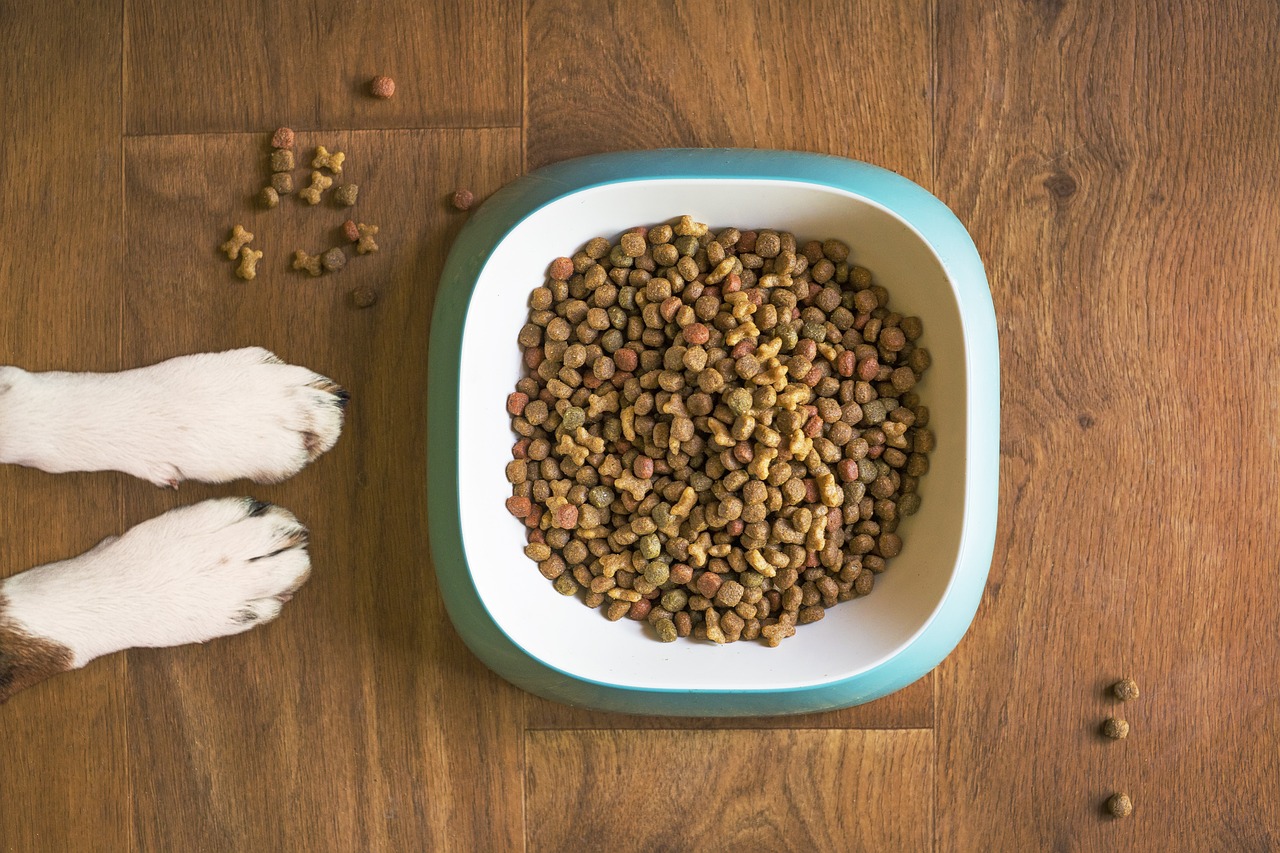 the best dog food for gassy dogs in 2024 main image for the best dog food for gassy dogs in 2024