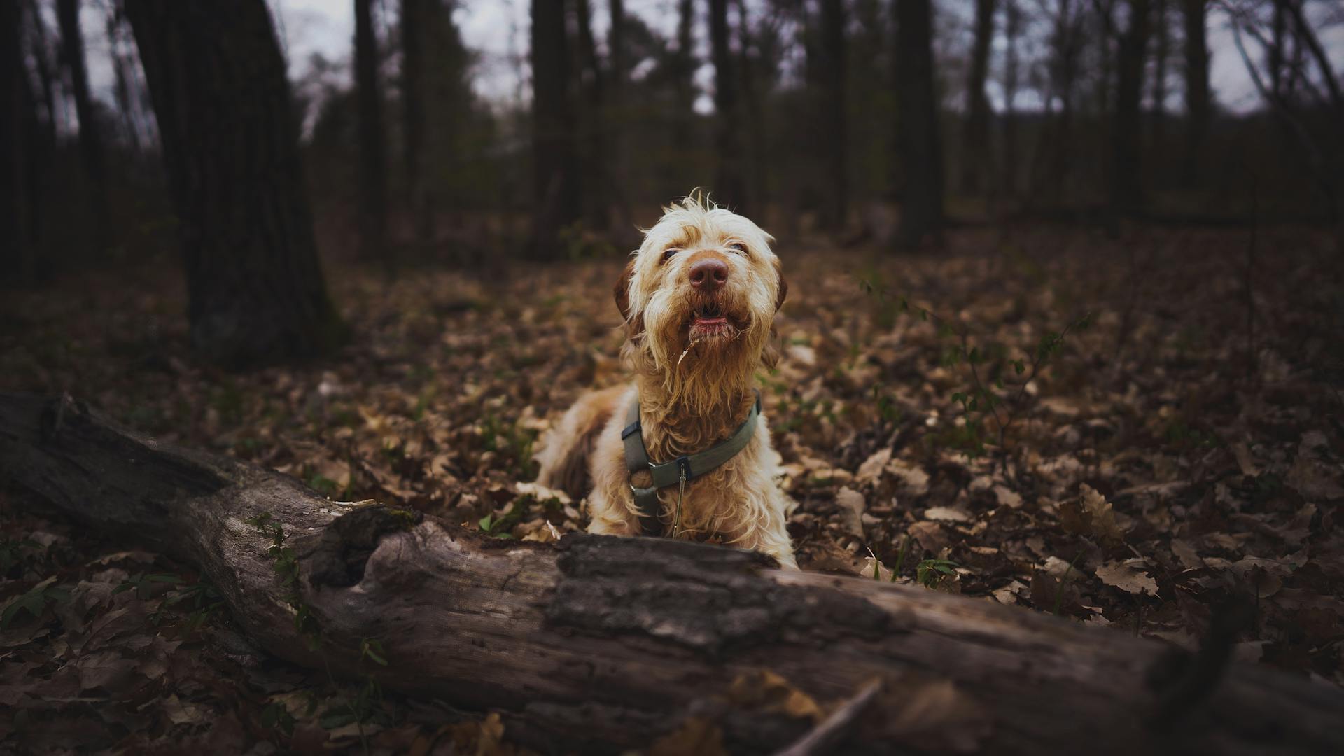 dog harness for hiking