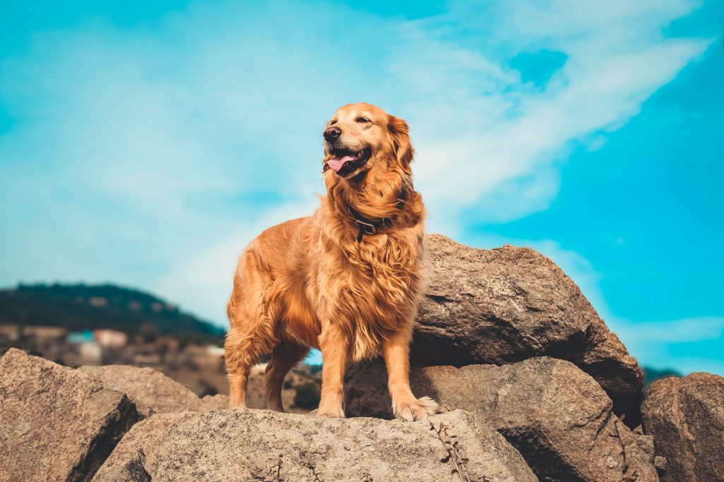 The Best Harness For Golden Retrievers Dogtime
