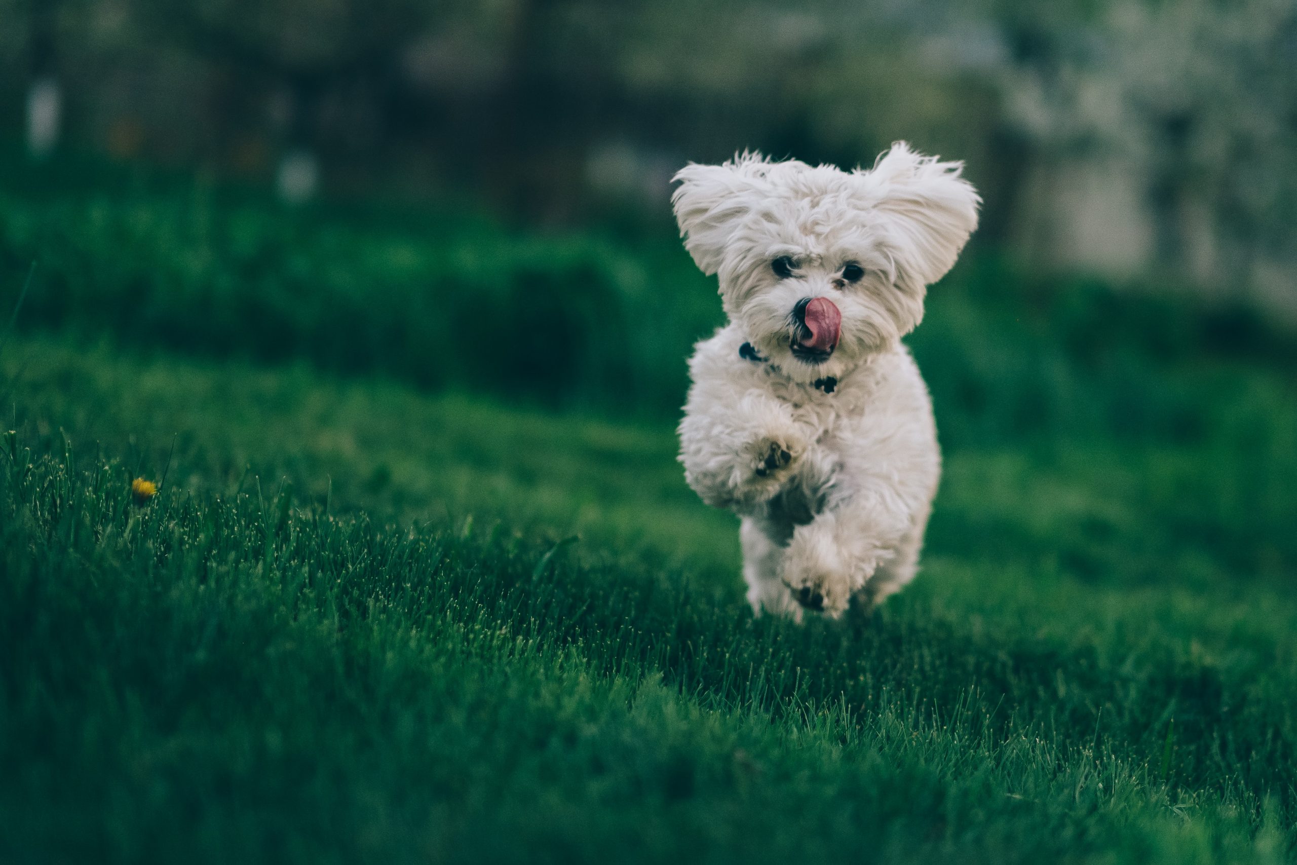 Best dog clearance food for gas